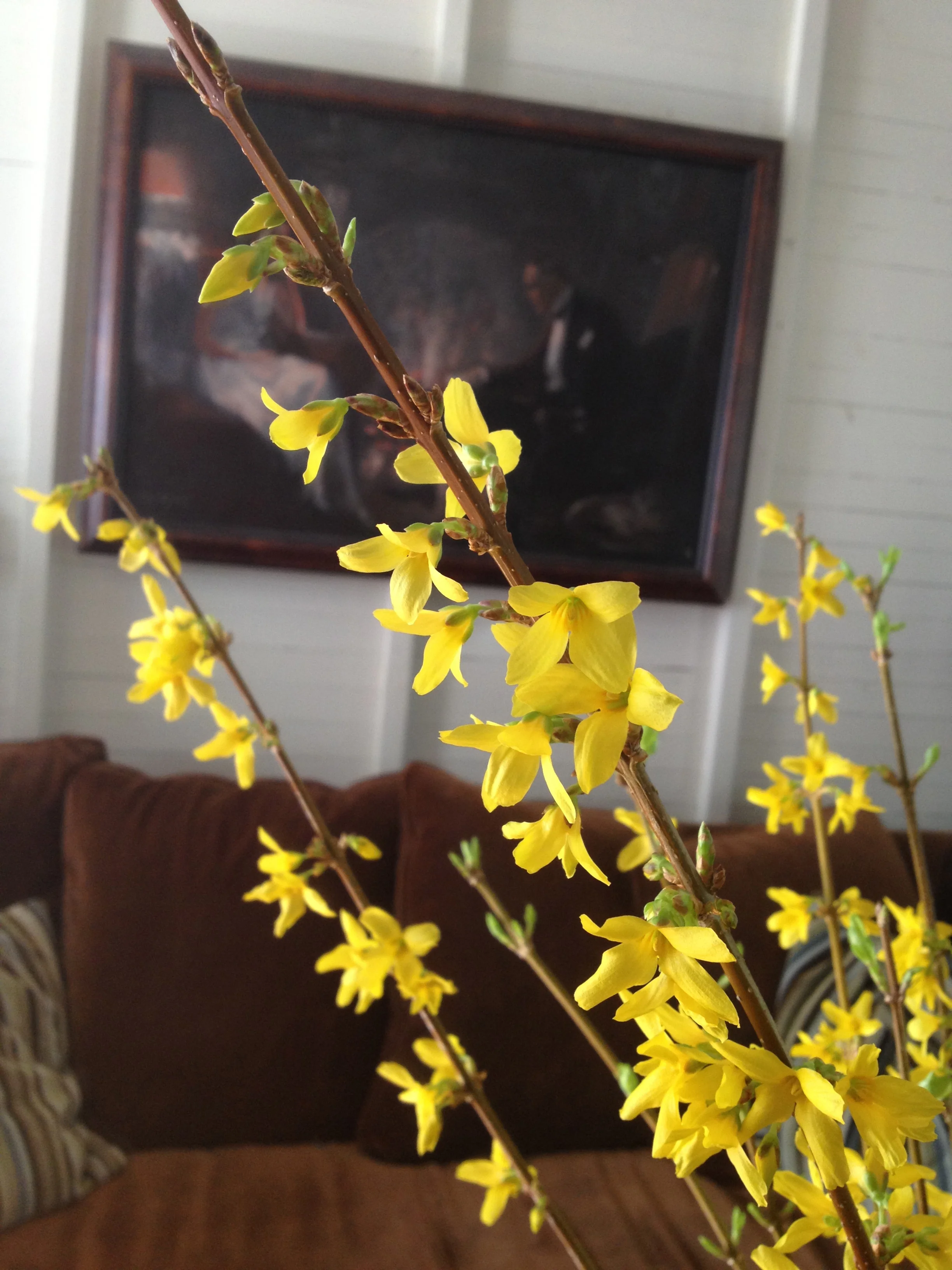 Forsythia Close Up After.jpg