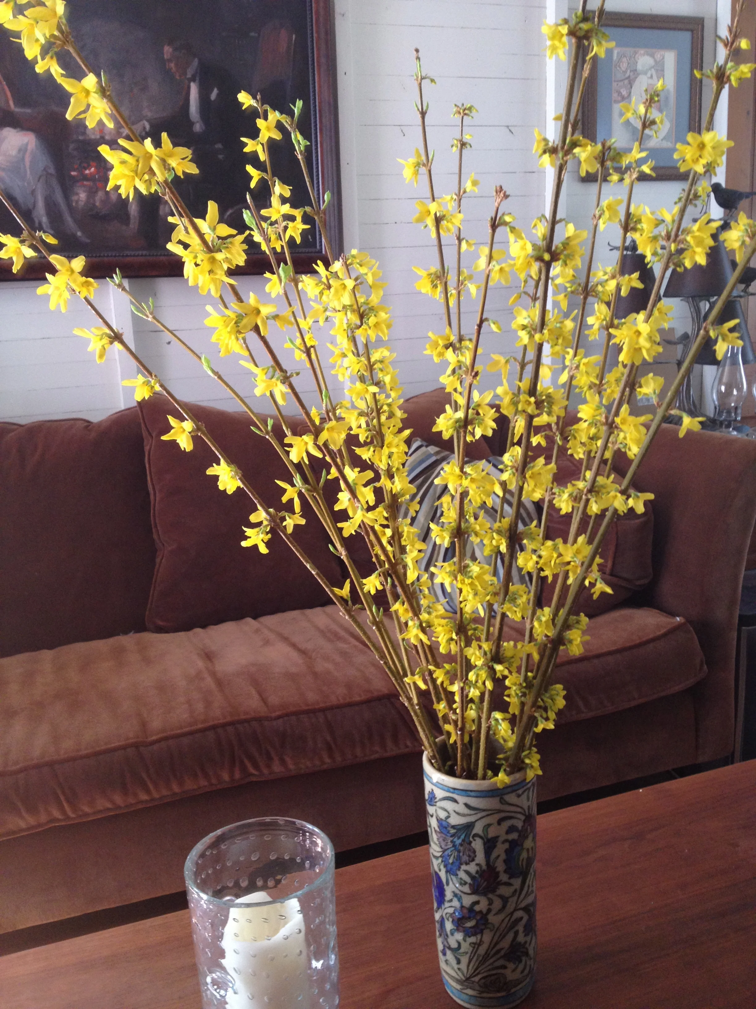Forsythia in full bloom! 
