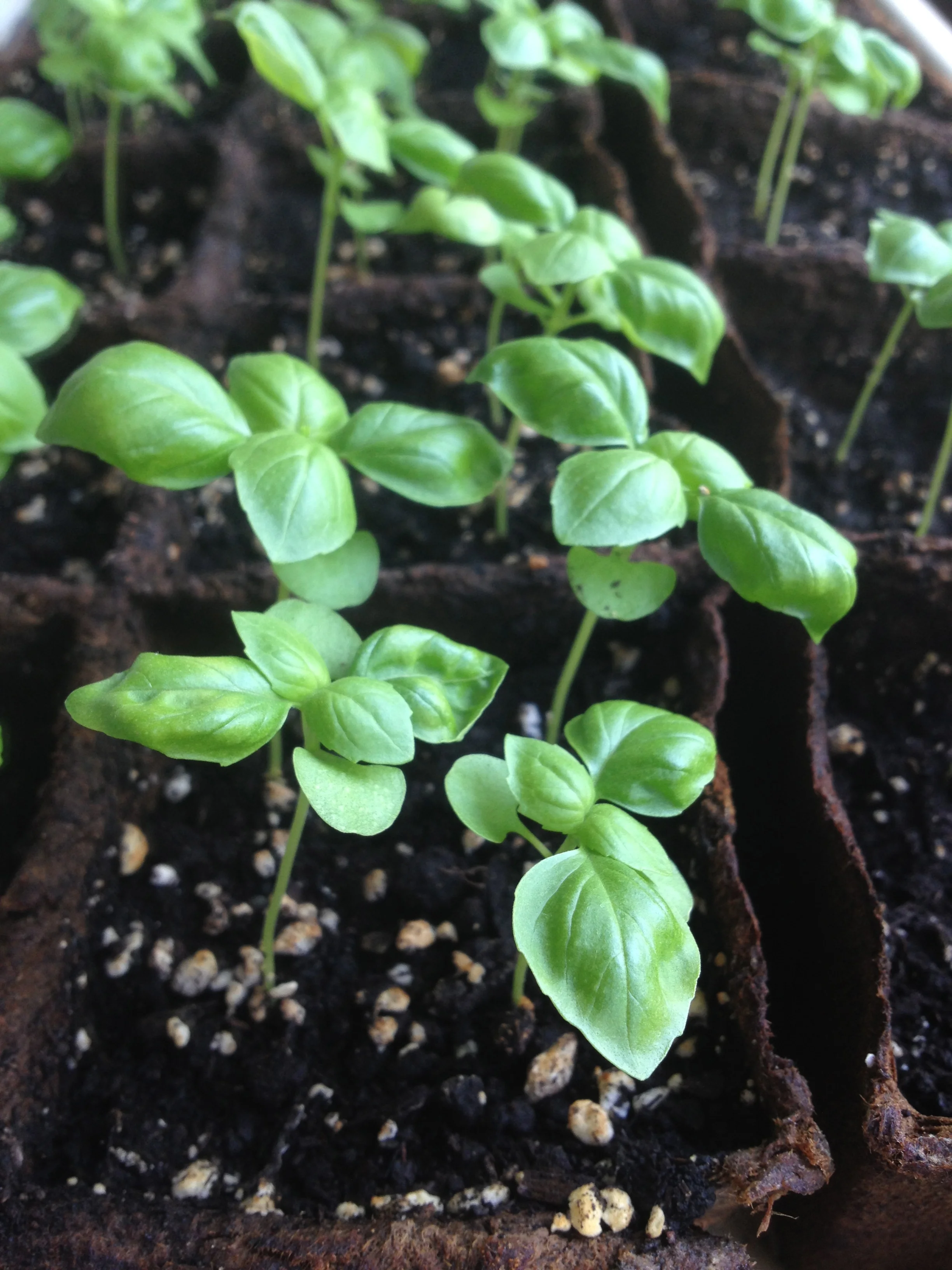 This is the basil in late April - still indoors. 