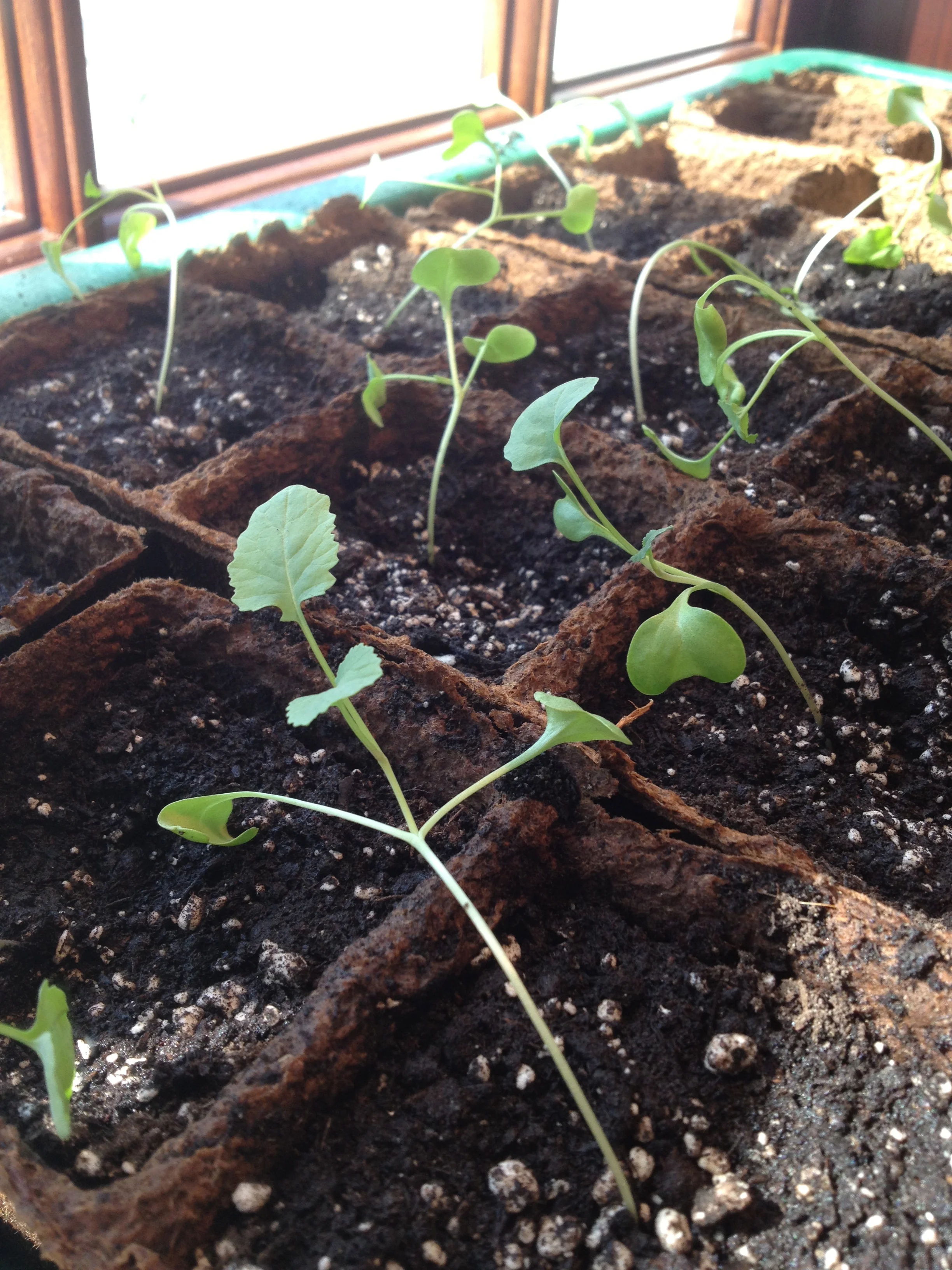 Broccoli in early April. Had just been moved to larger cells. 