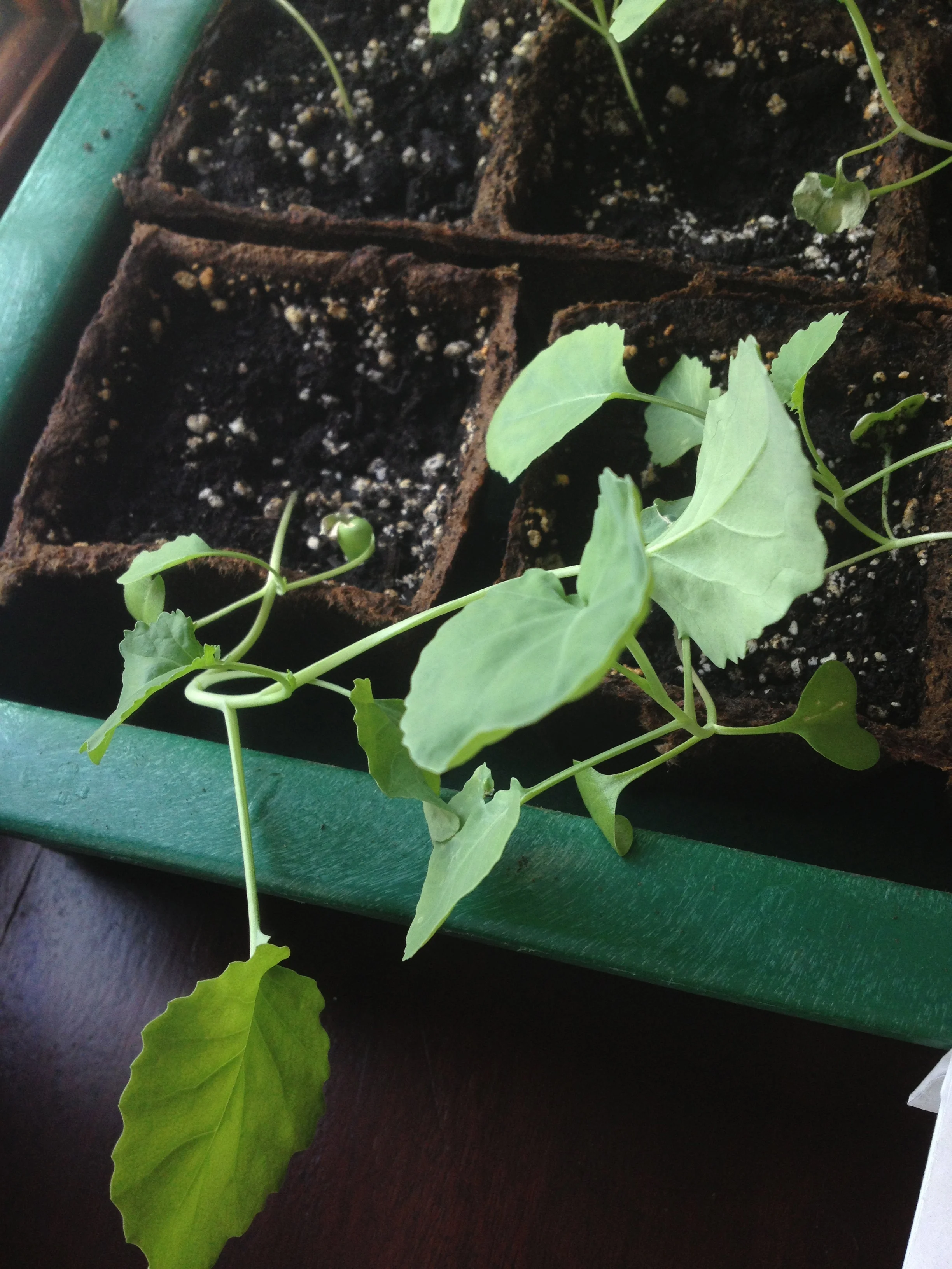 Broccoli late April - still indoors. 