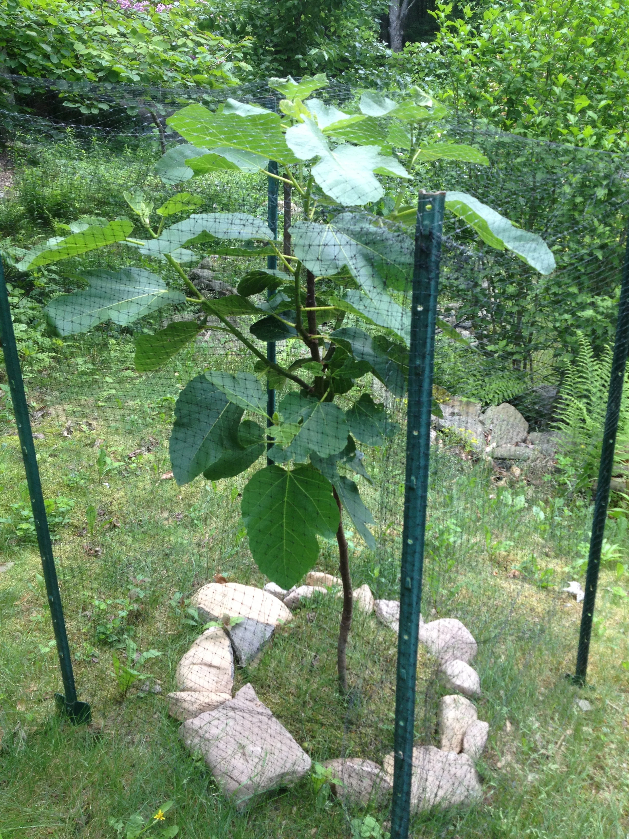 And here's a quick bonus... We planted this fig tree a couple weeks ago. Bobby's parents have a fig tree in North Carolina and we love it so much we wanted our own. We had to put stakes around it with deer netting because I am SURE the deer would love to eat this tiny tree. When it's full grown, it should be 12 feet by 12 feet big! 