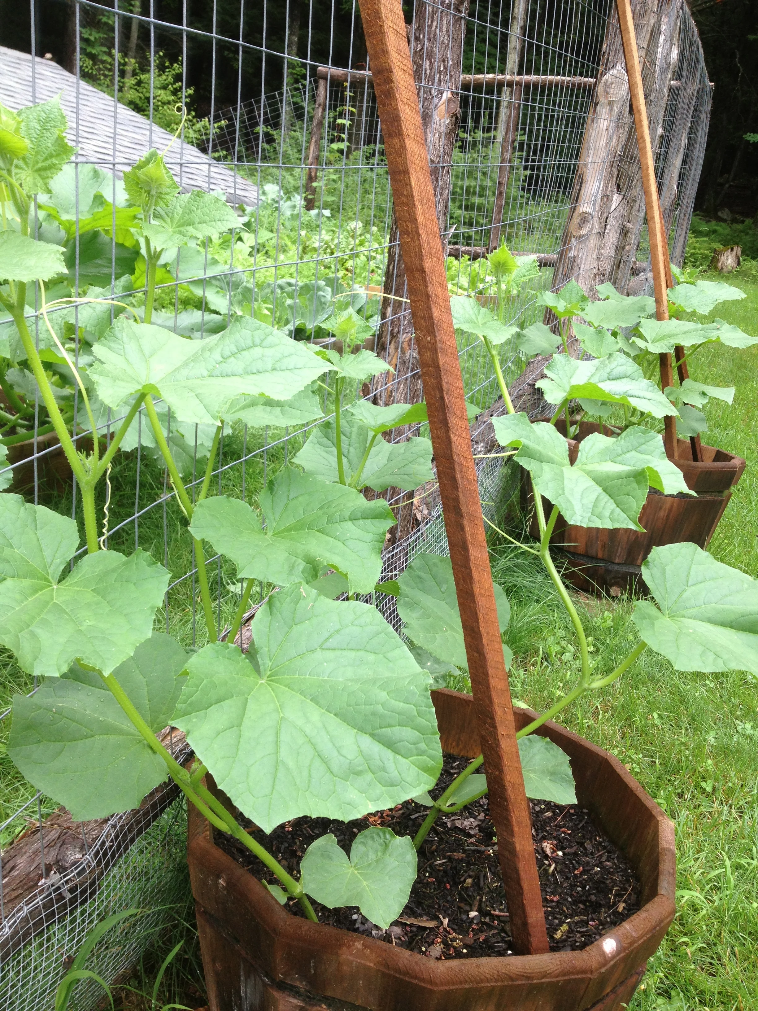 Cucumbers. 