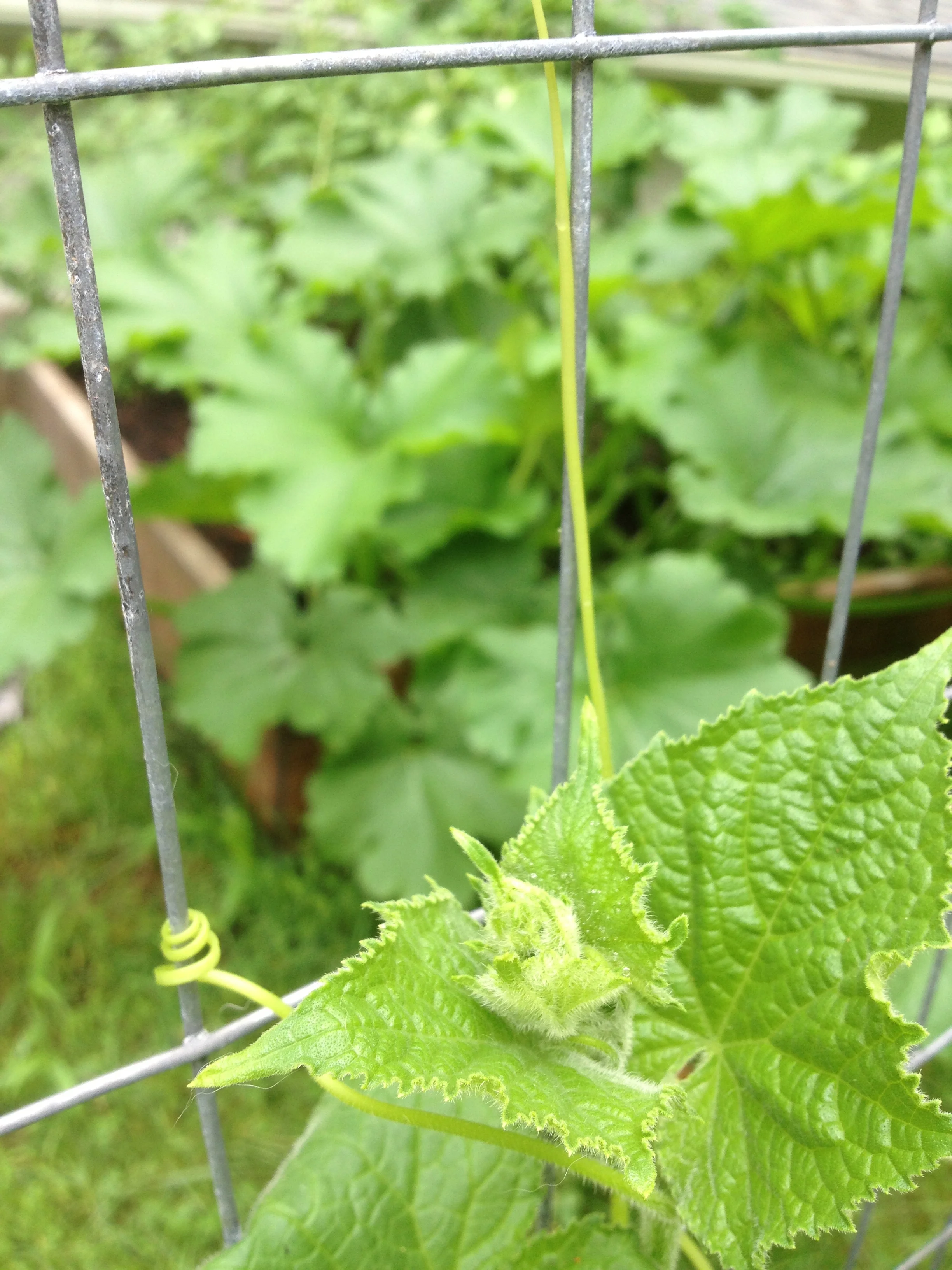 Cucumber tendrils. 