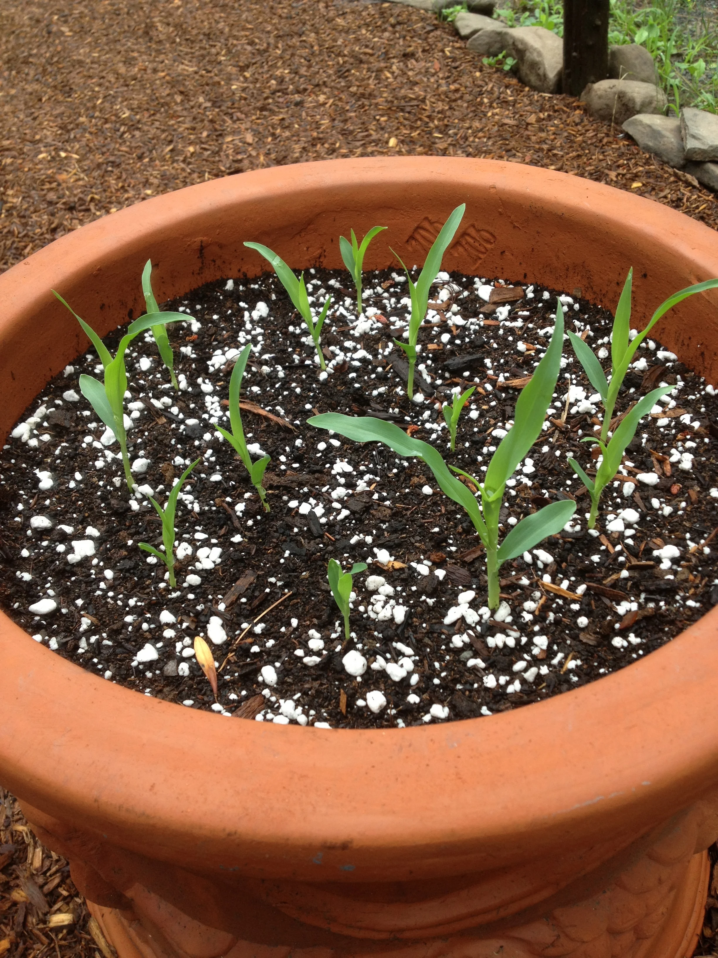 Corn sprouts. 