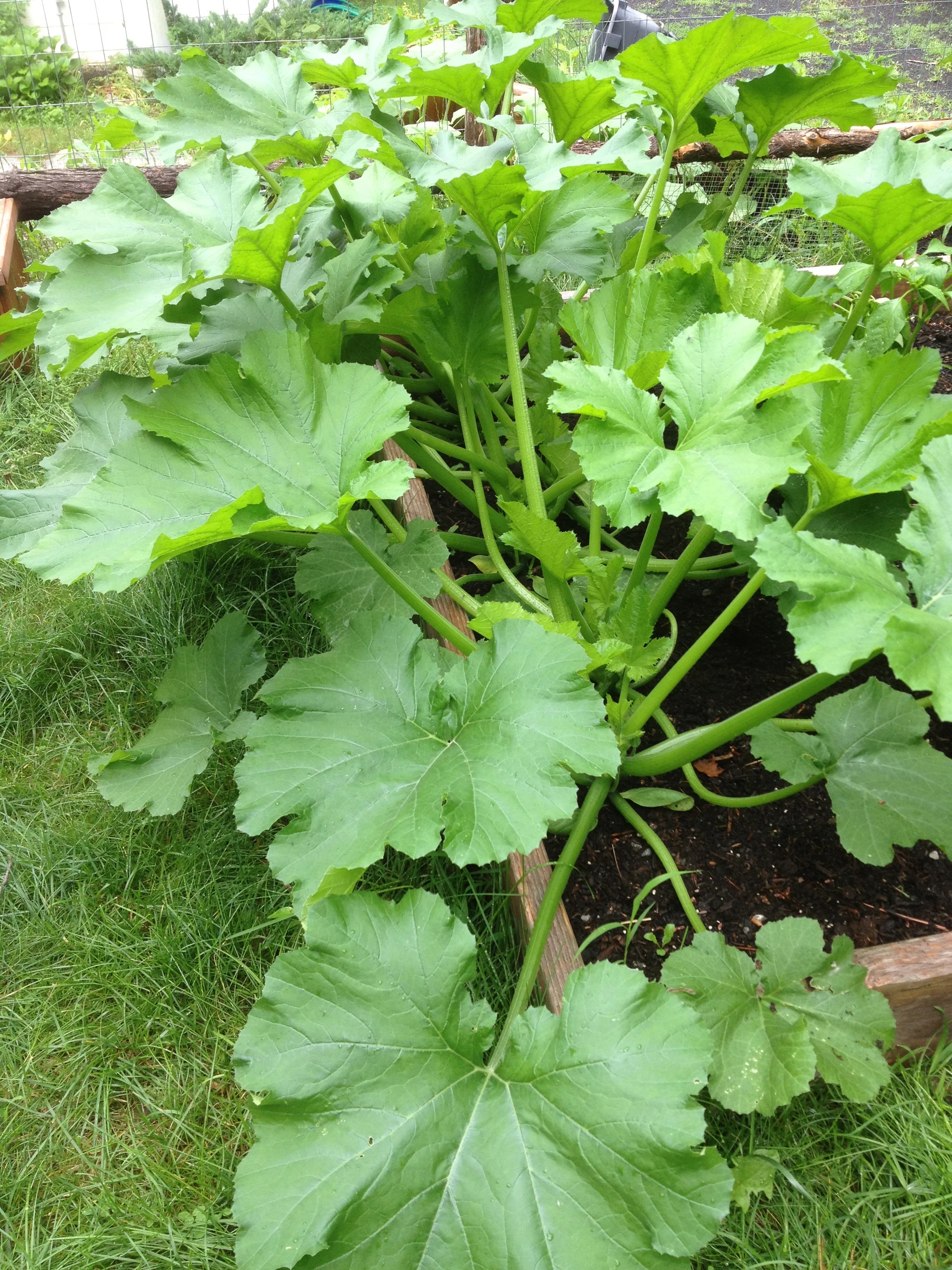 The zucchini are huge and are starting to grow blossoms. These plants look prehistoric to me. 