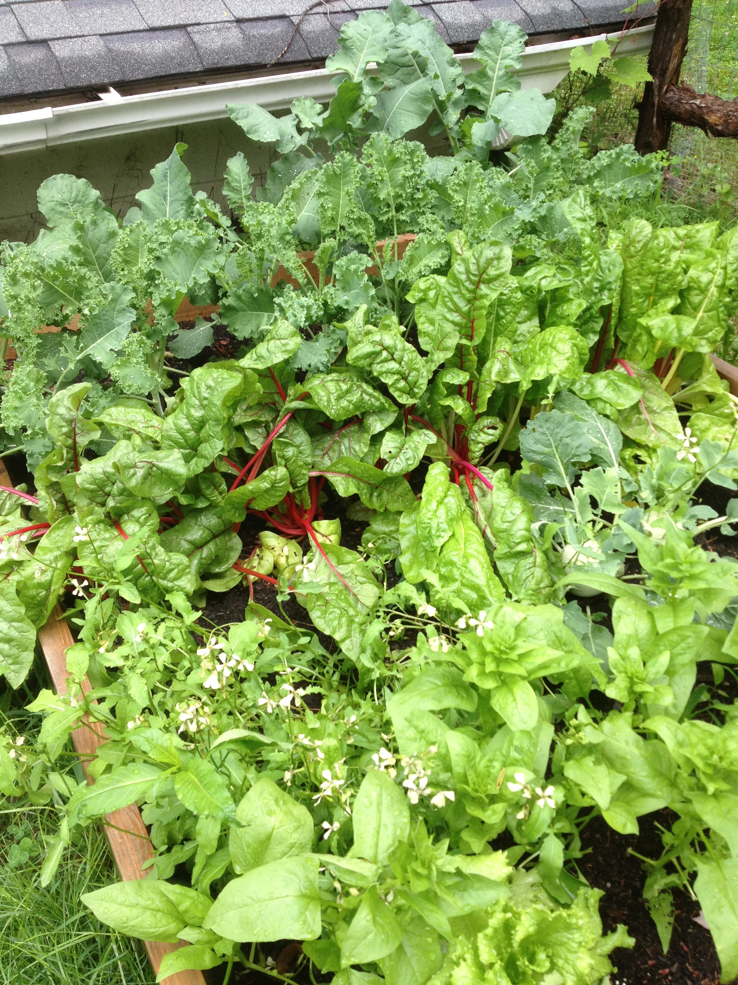 The lettuce bed is out of control. I'm going to pick the kale, swiss chard, final two kohlrabi, spinach and leaf lettuce and bring it to Cape Cod.