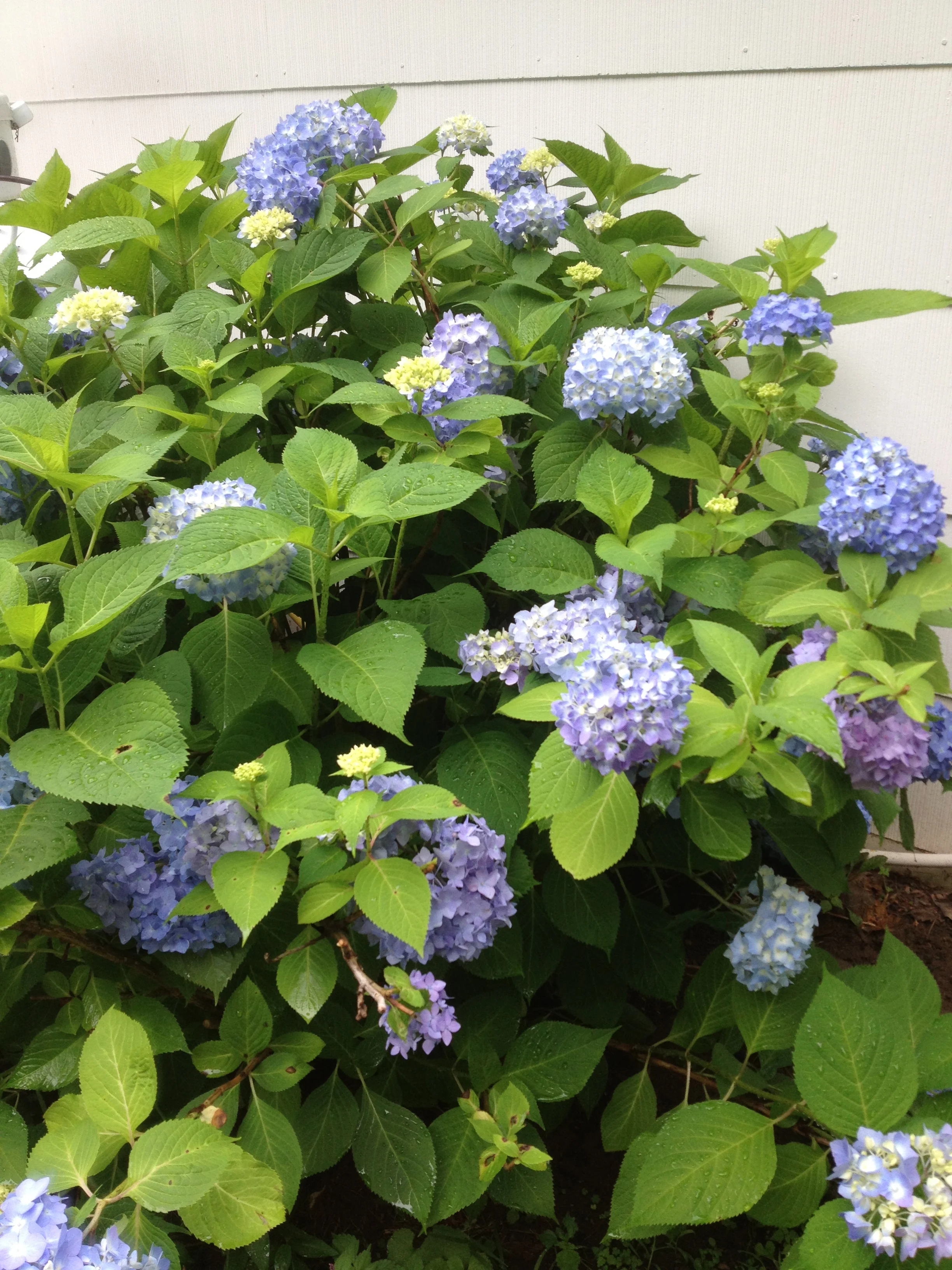 And here's a bonus from outside of the vegetable garden: the hydrangea are in bloom! So great for making arrangements. The flower color is dictated by the acidity of the soil! 