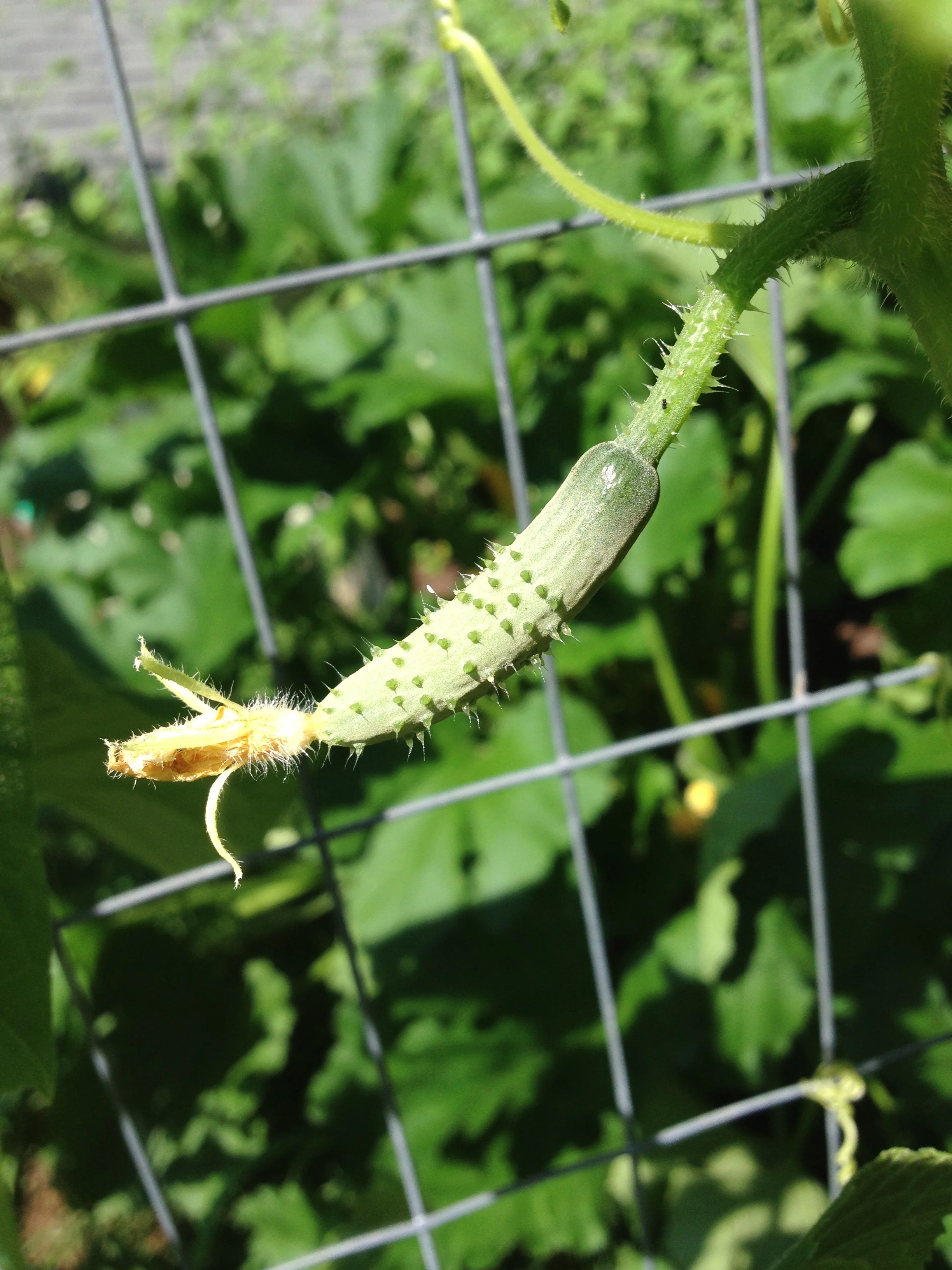 A baby cucumber on the vine. Cute! 