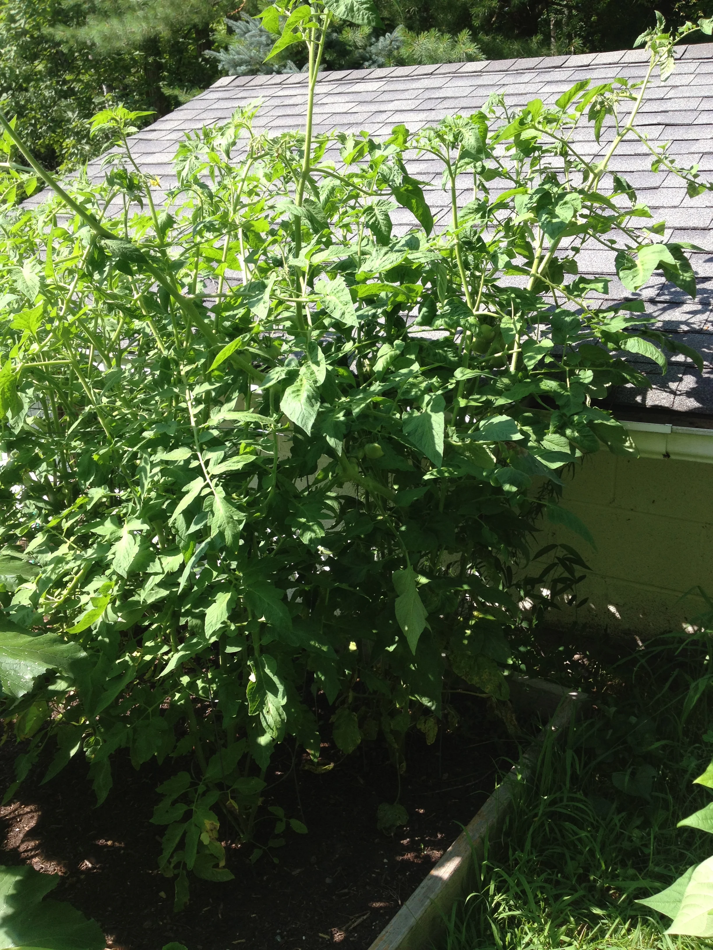A tomato plant forest. 
