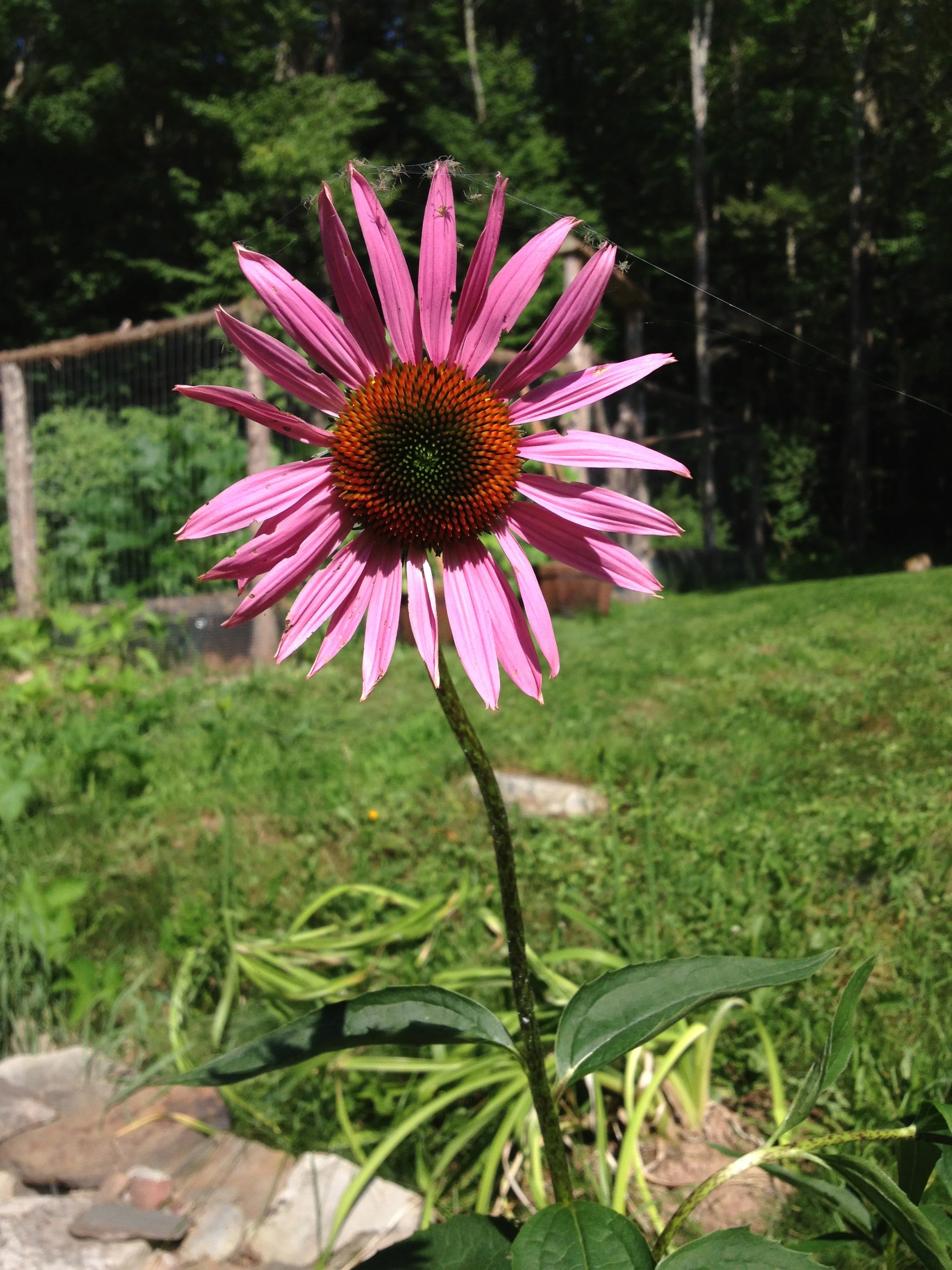 A pretty pink coneflower. 