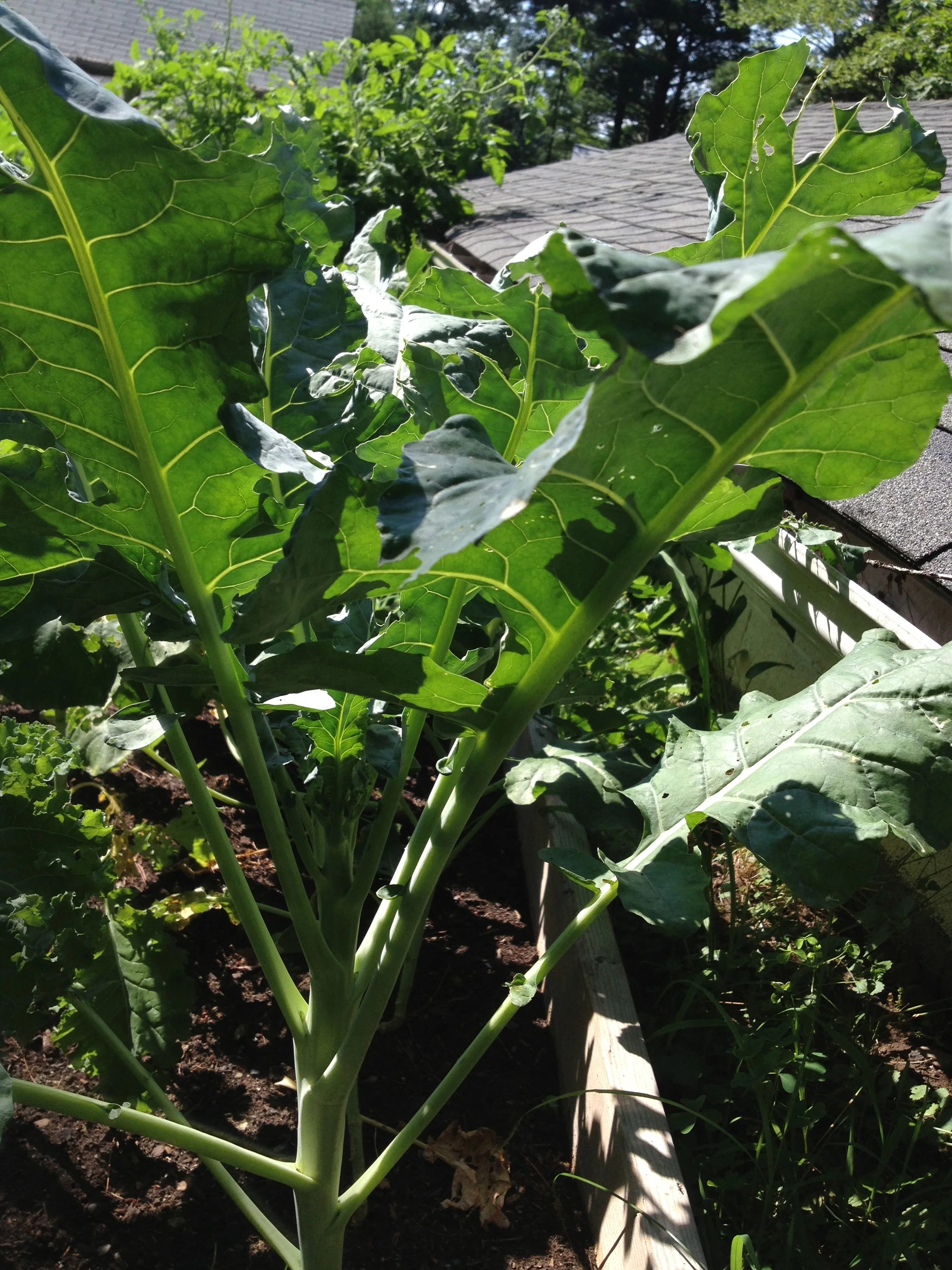 Broccoli is getting bigger. Had to pick off some cabbage butterflies and treat with insecticidal soap. I think it worked. 