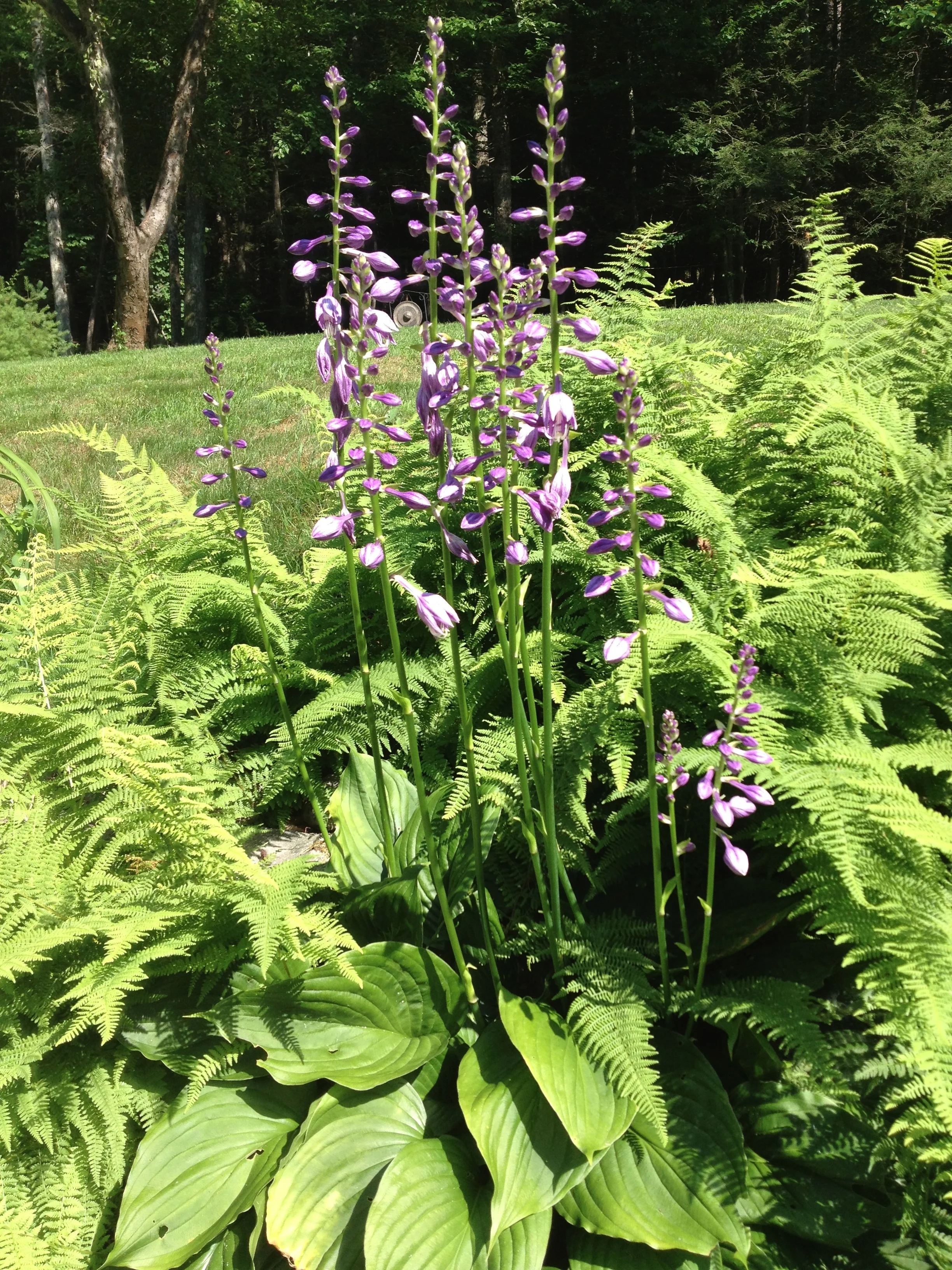 Hostas and ferns. 
