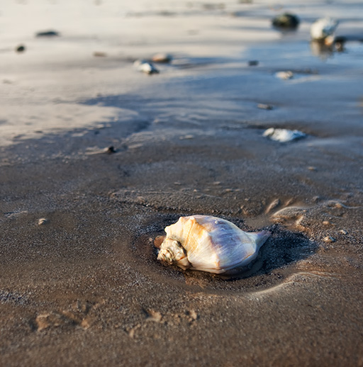 2_Shell_6514_512x518.jpg