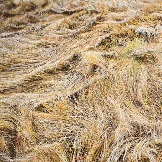 9_Fall_Salt_Meadow_Hay_9768_518x518 (1).jpg