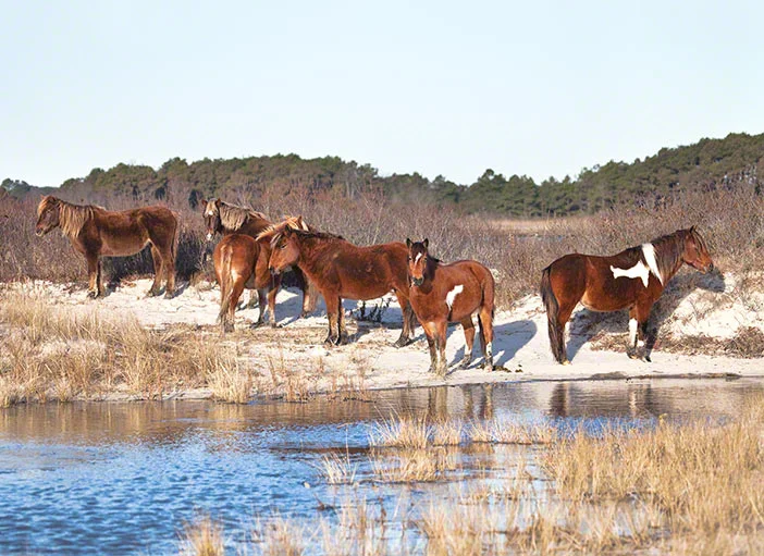 10_Winter_Morning_6573_702x511 (1).jpg