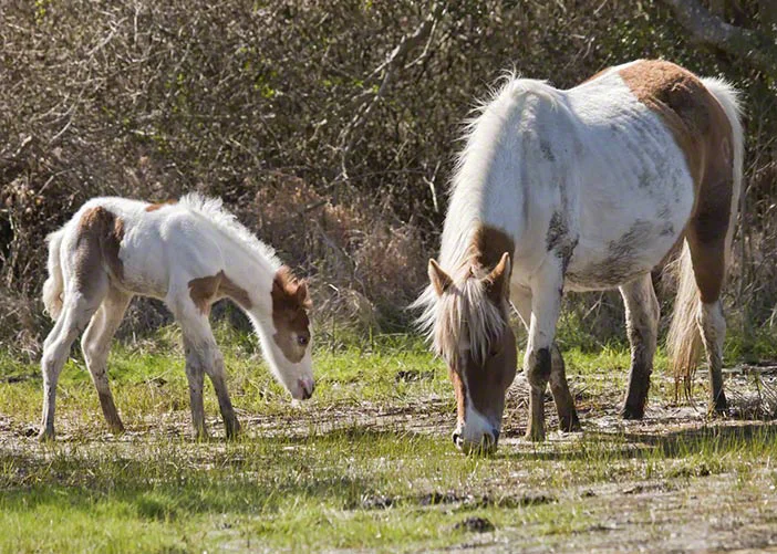 12_Grazing_Lesson_1952_702x501 (2).jpg