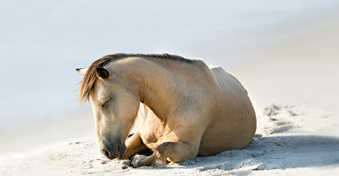 resting_horse_home.fw.png