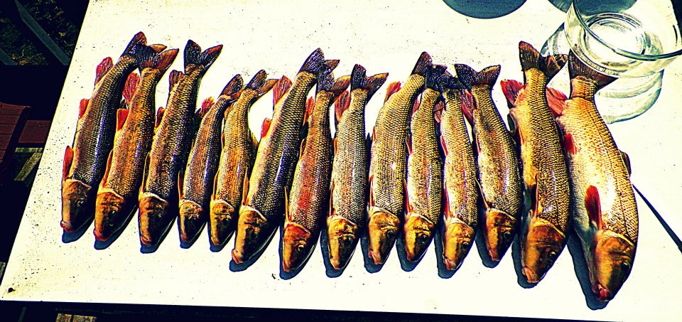 Brook Trout Flourish In Little Moxie Pond After Removing Suckers