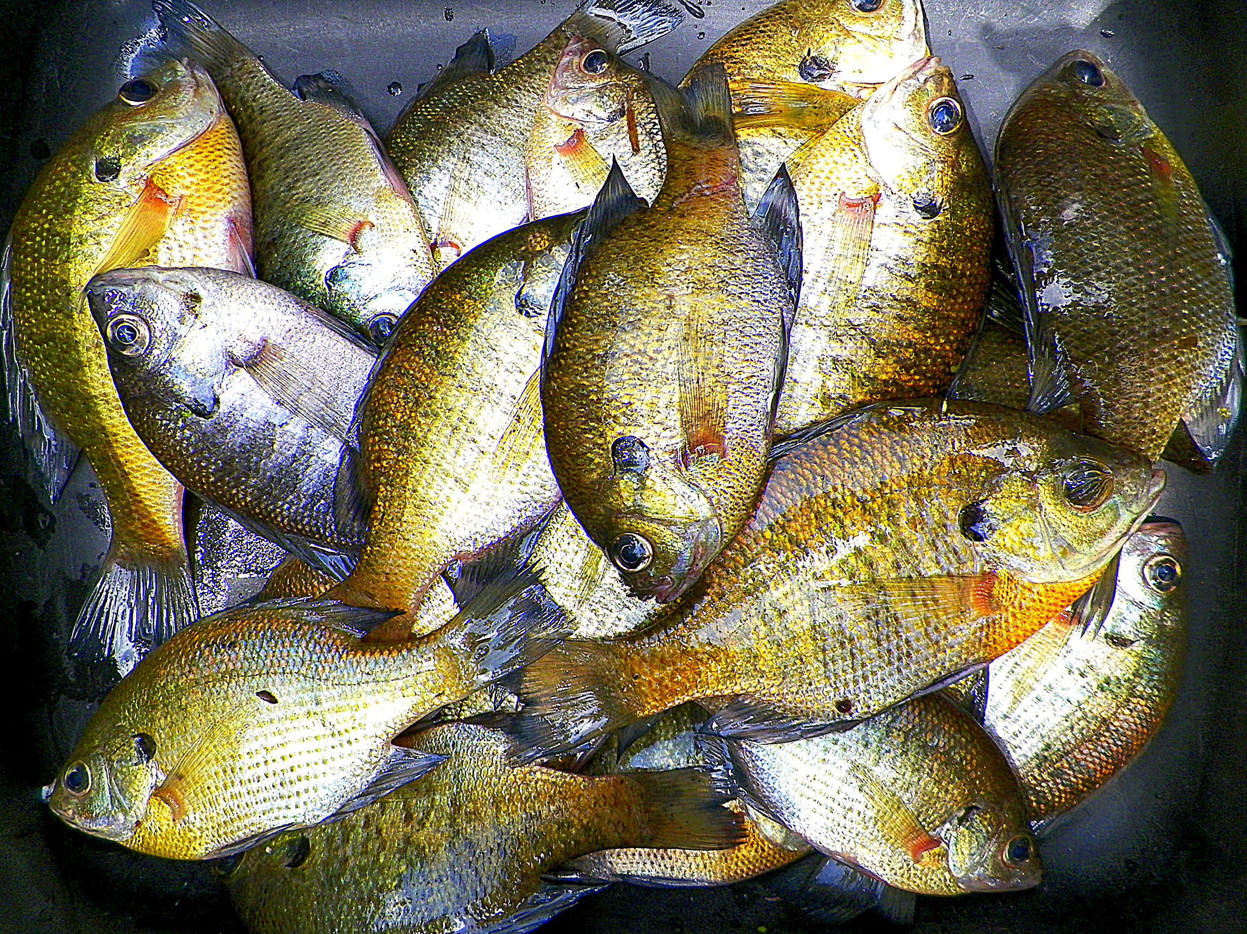Where To Find Big Summer Panfish