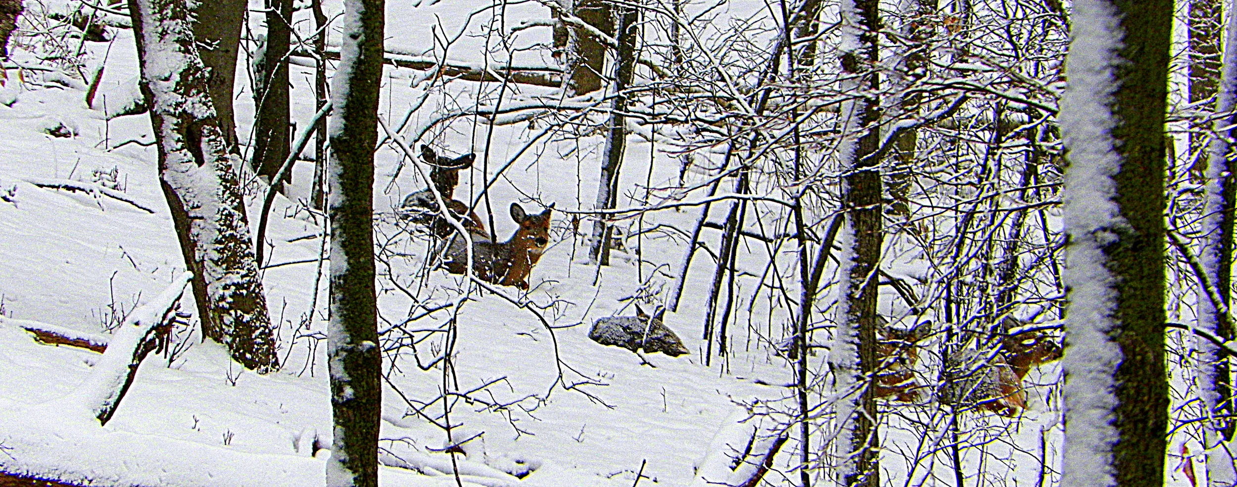Lincoln Park Deer banner 2-19-13.jpg