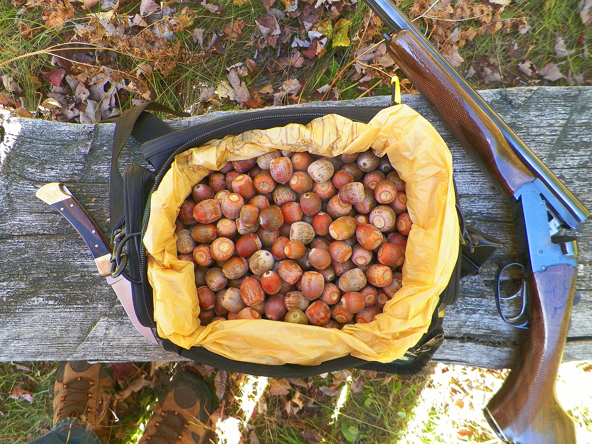 How to Manage Oak Tree Acorns in Your Landscape - Woodsman Inc.