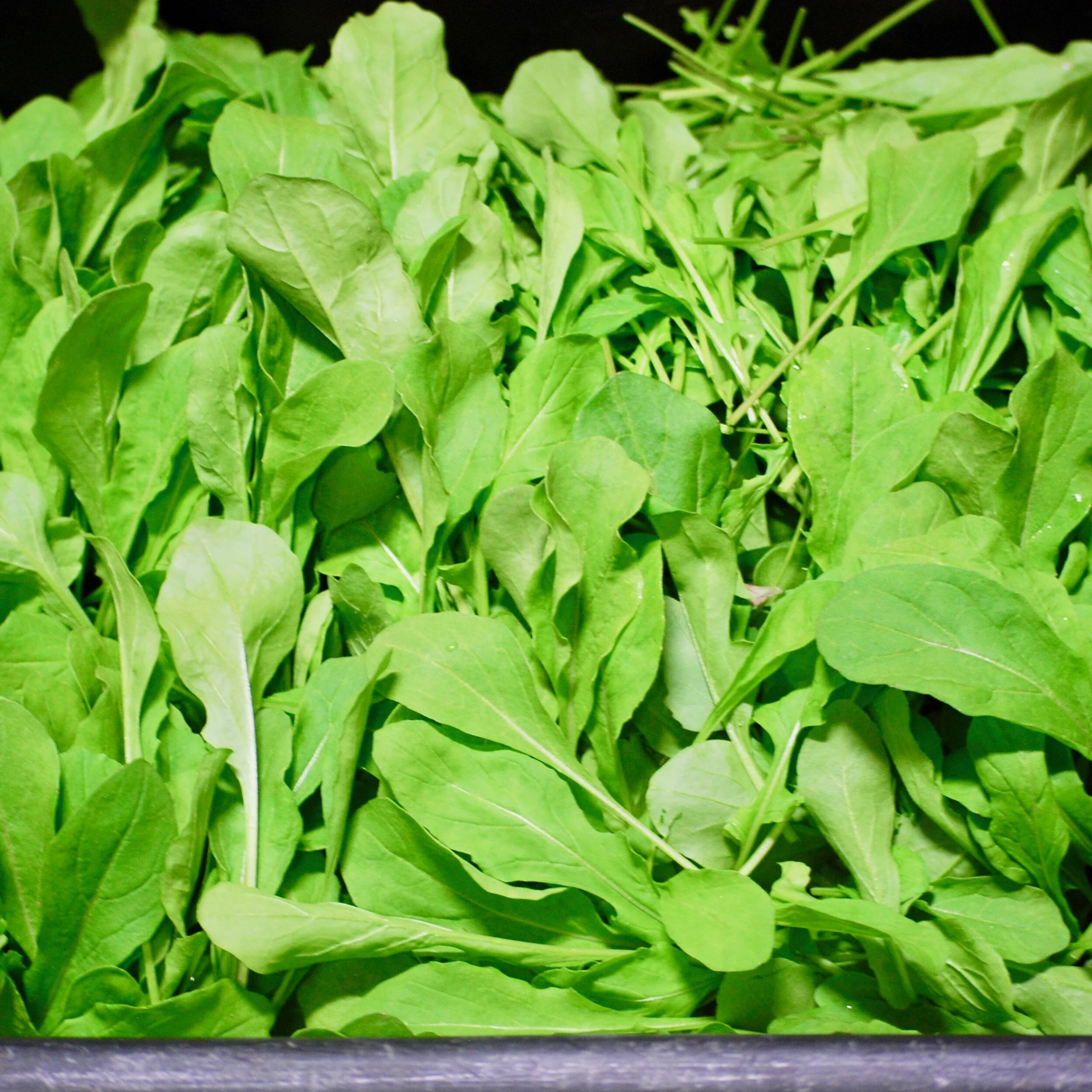 Charlie's Arugula ~From our Farm~