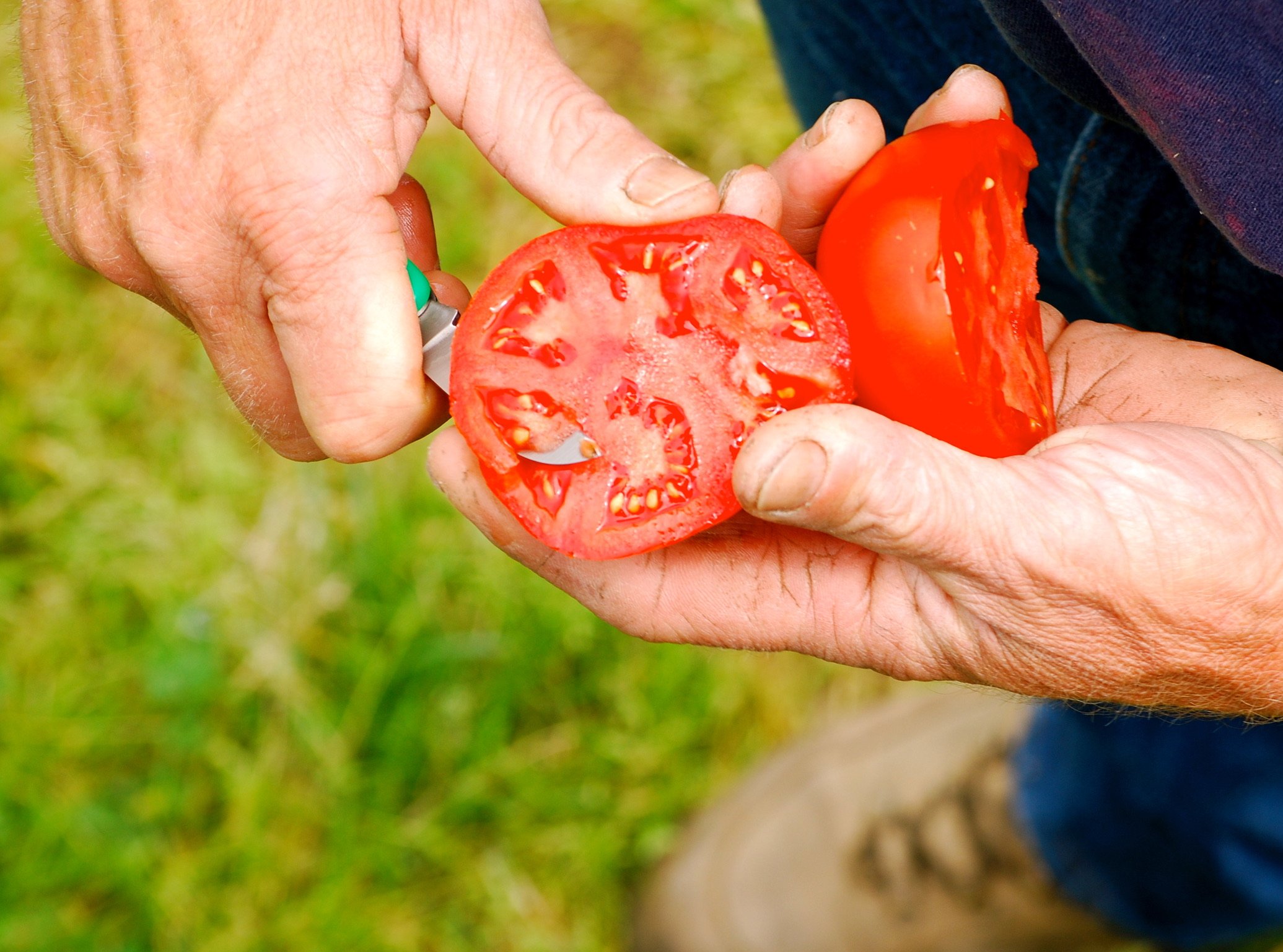 Tomatoes ~ From our Farm