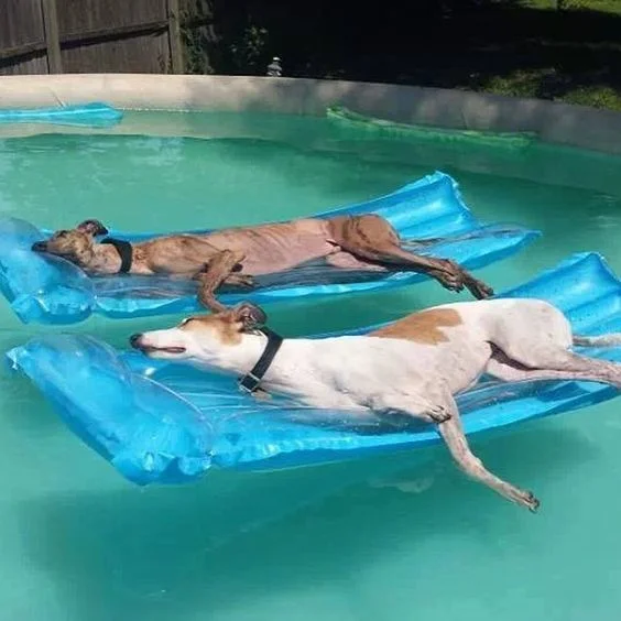 These dogs were definitely not hurt in the making of this blog post. Also, the author's use of these images in no way means that she has a judgment about the worthiness of cats or dogs or their life choices. 