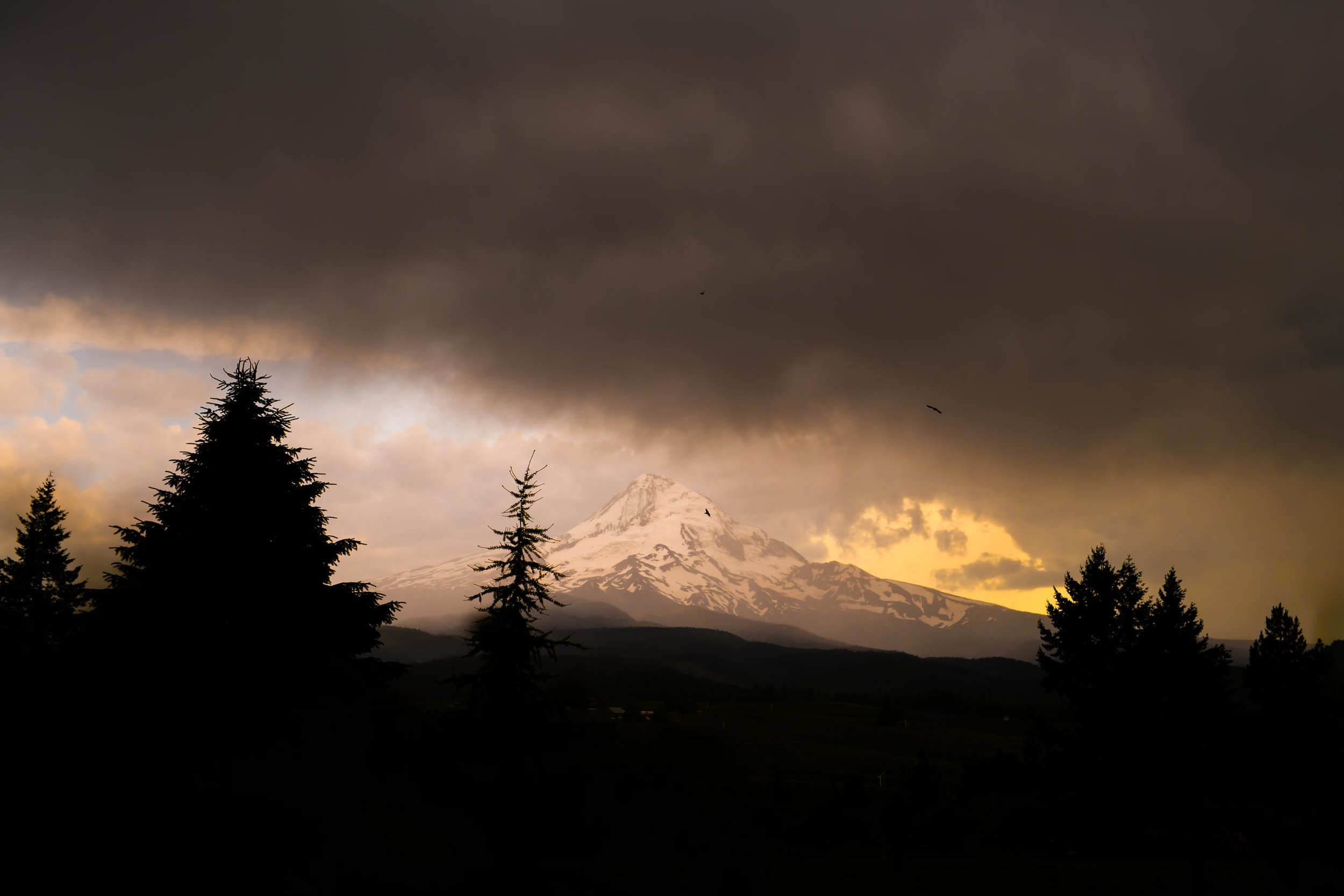 Mt Hood Organic Farms Wedding Photos 116.jpg