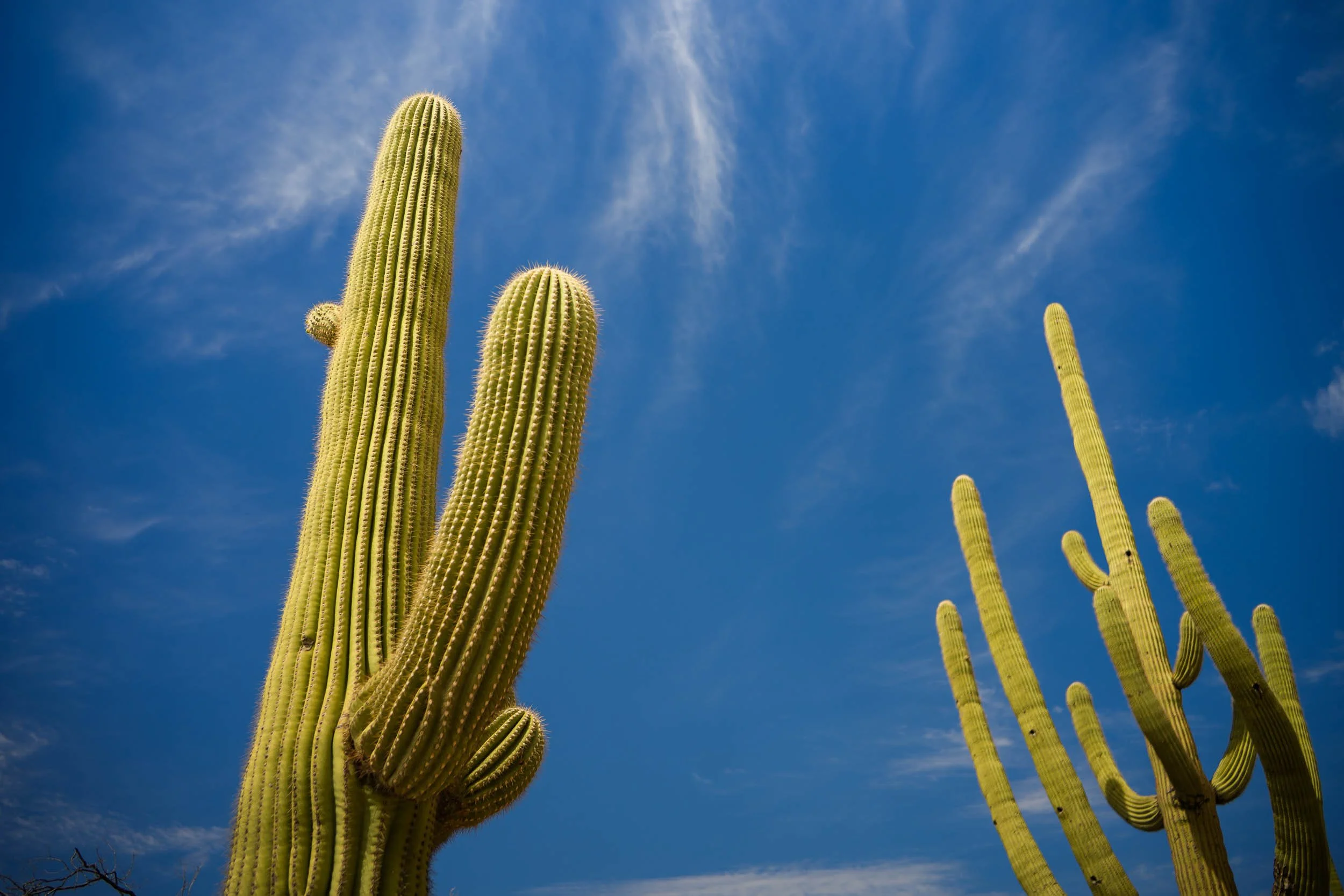 Tucson Arazona Engagment Session in Saguaro National Park3.jpg