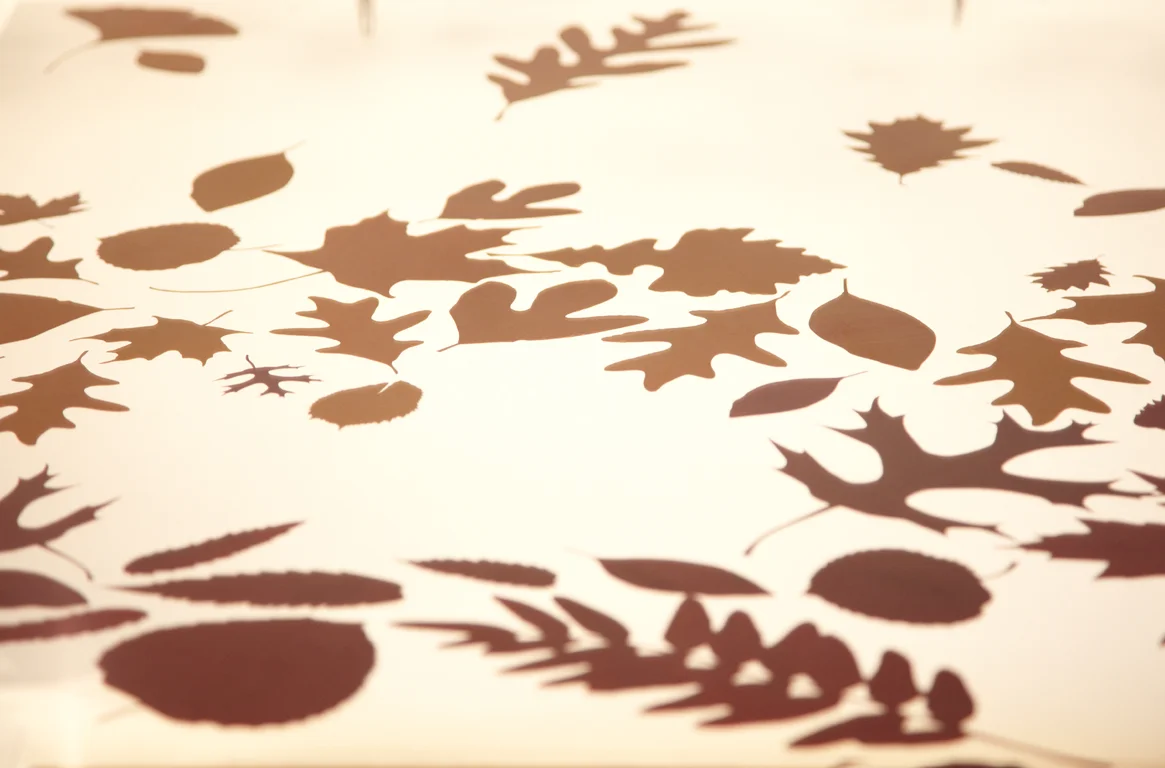 Autumn16.jpg