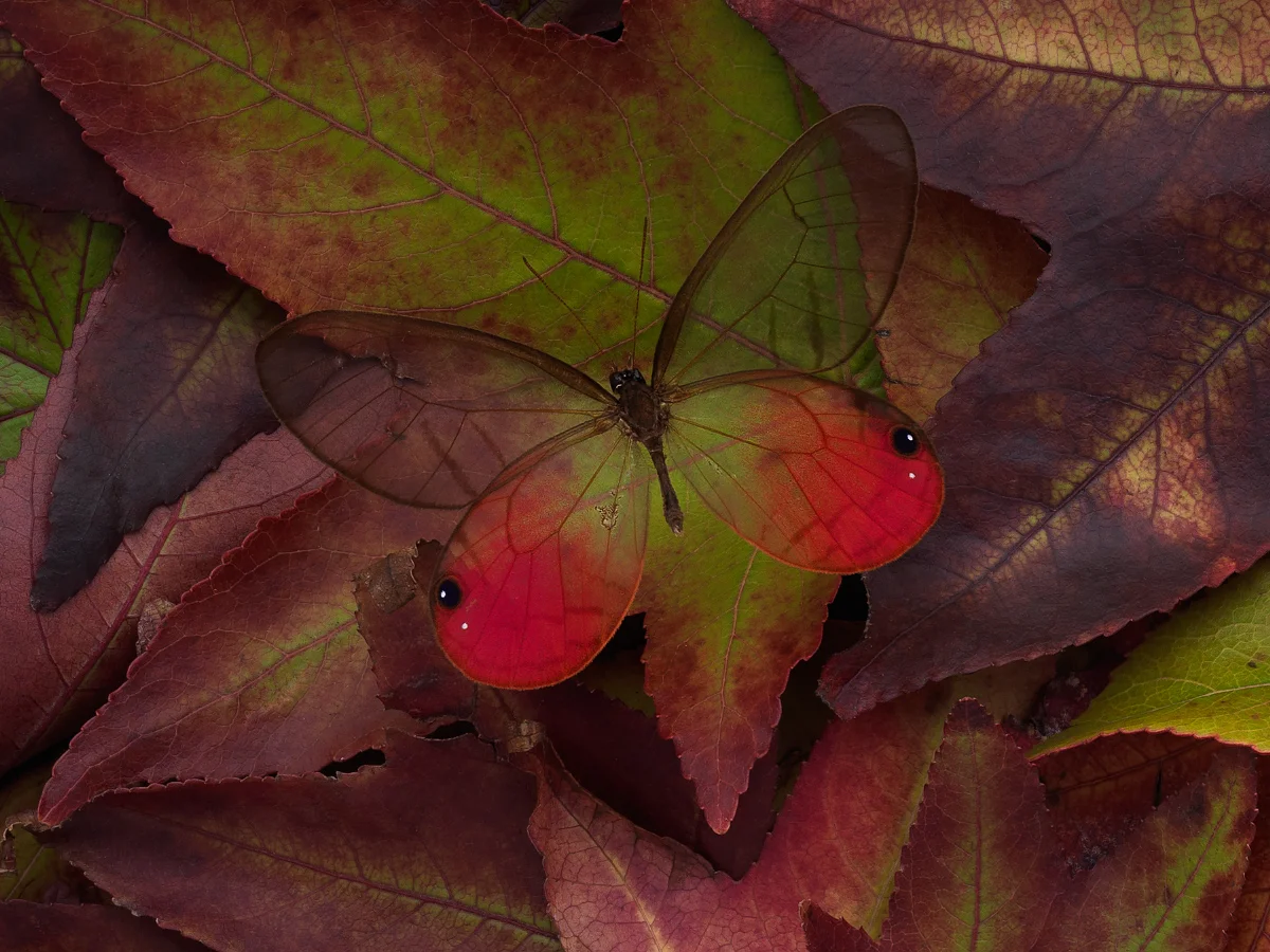 mikimoto_autumn_detail_1.jpg