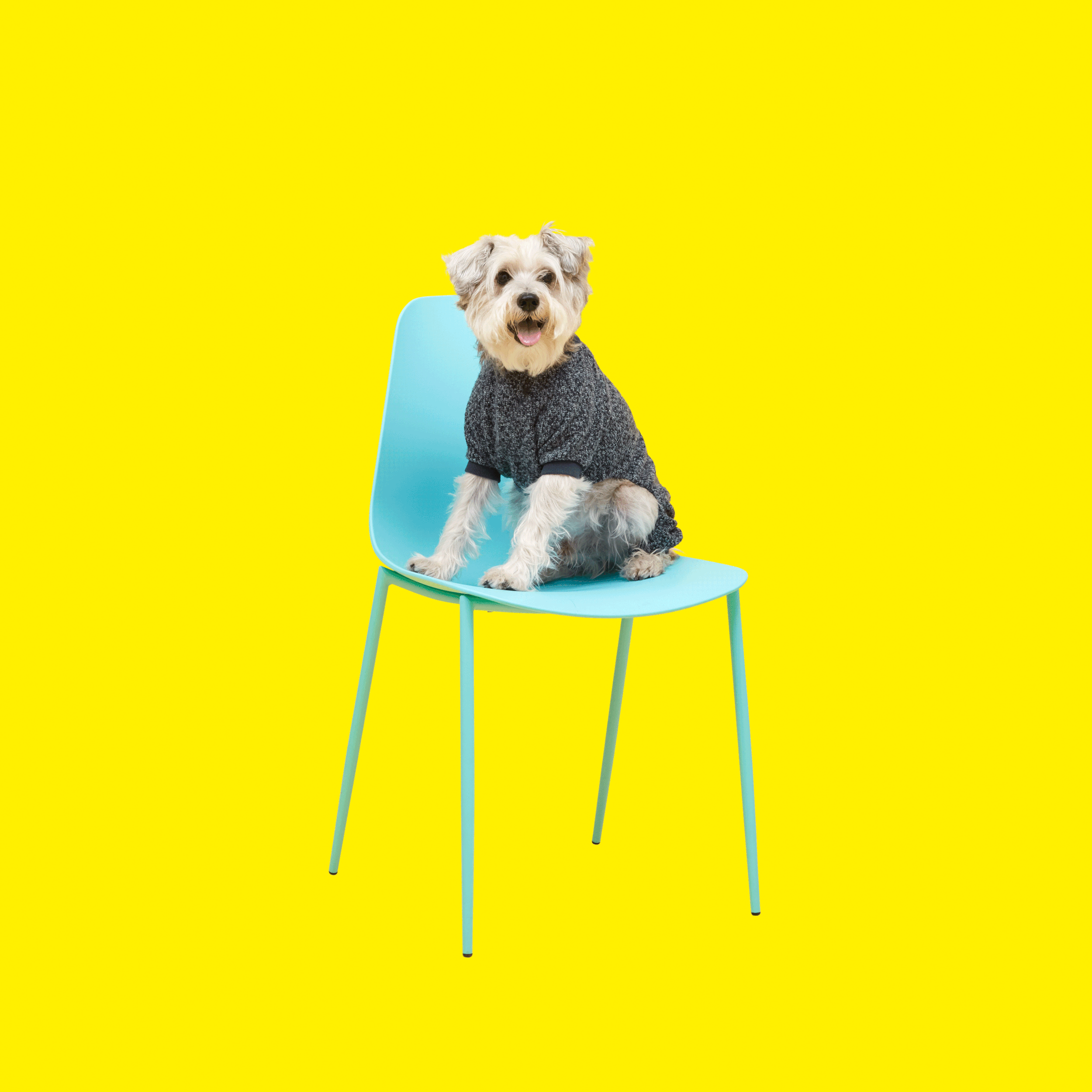 FILD5096_Dog_Gif_1.gif