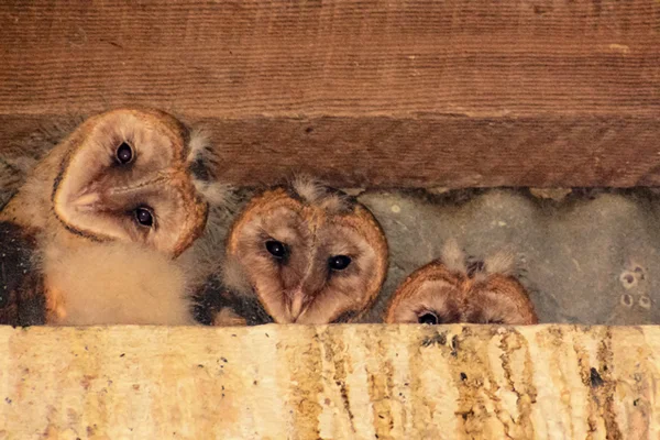 These little guys are not camera shy...