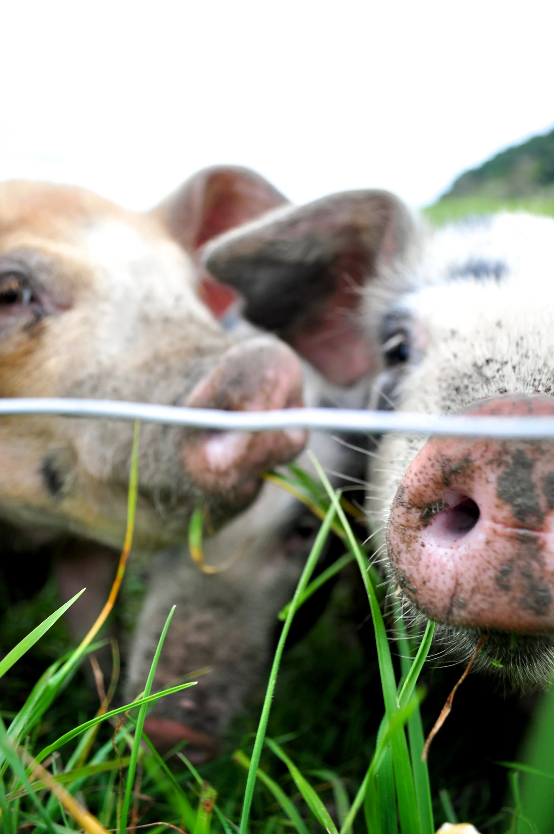Happy pigs who live outdoors are loaded with vitamin D- this is the most concentrated and natural way for us to get this important nutrient!