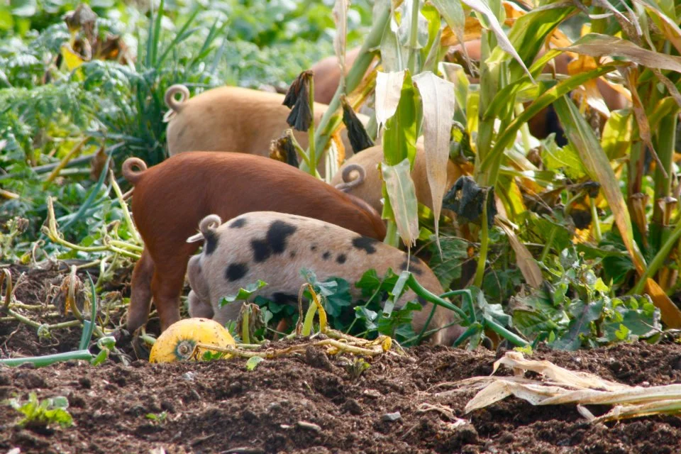 pastured animals are the best way to go when it comes to self-nourishment & serving our planet