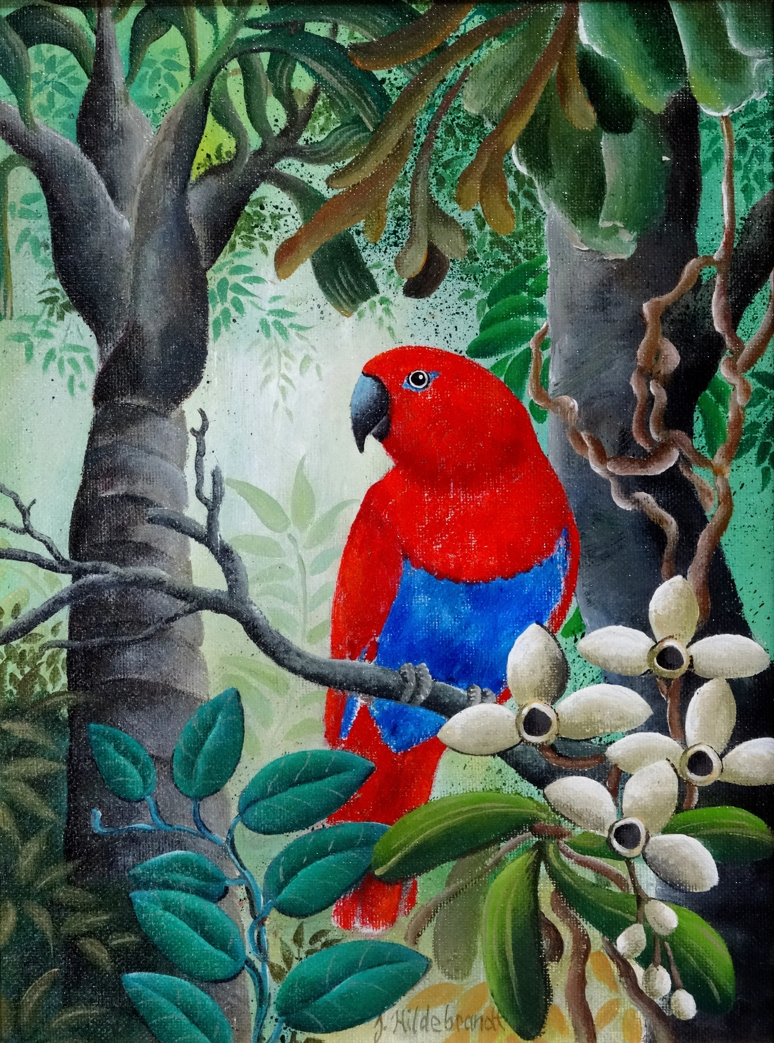 Eclectus Parrot (Female) - SOLD