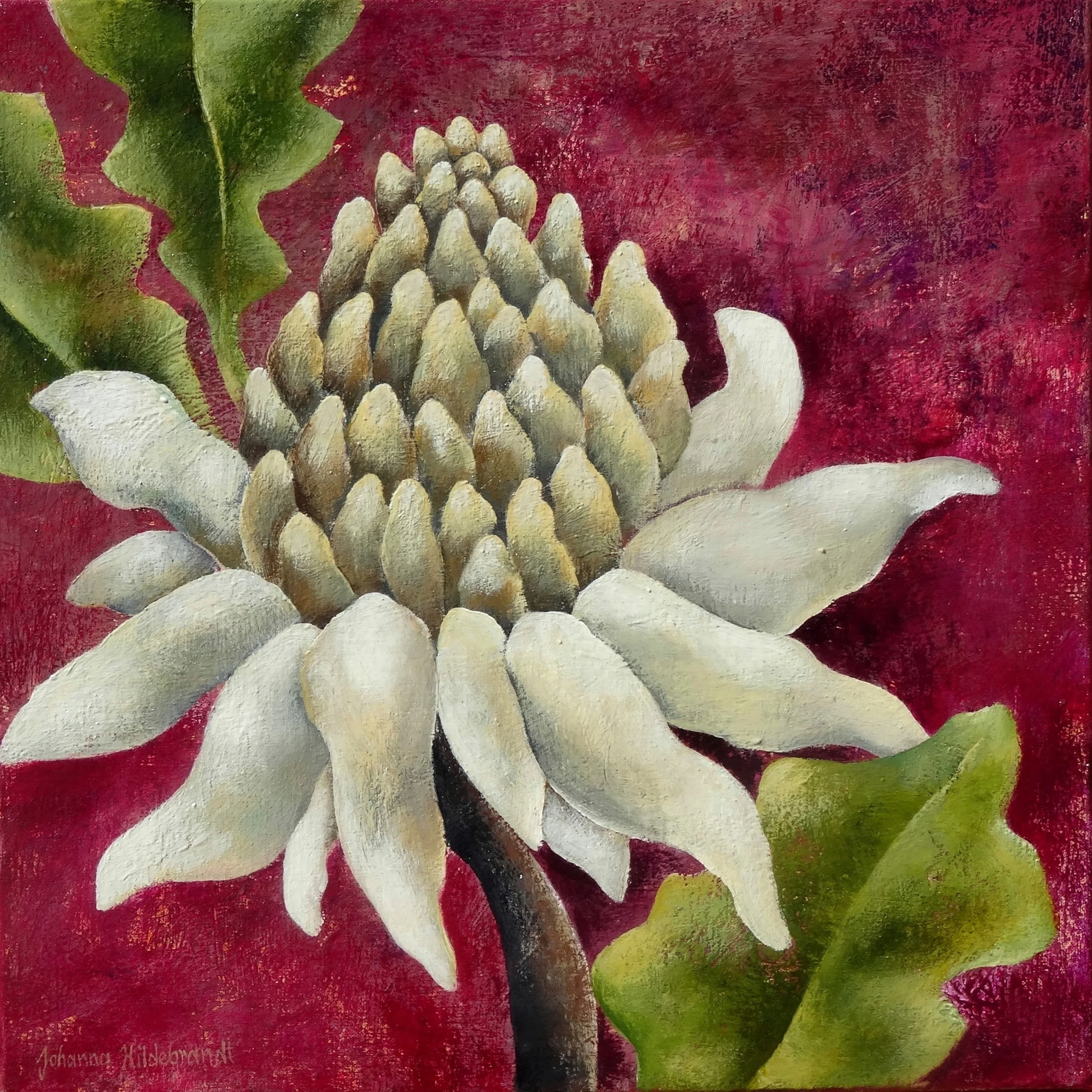 White Waratah