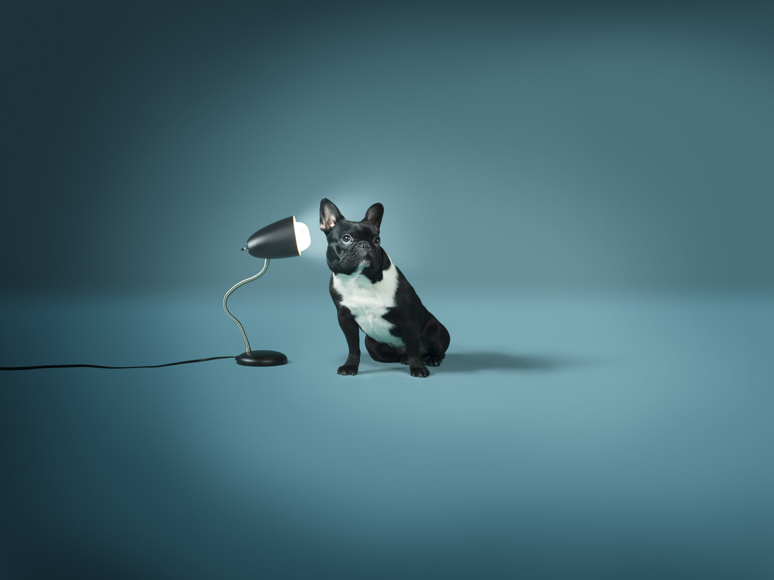 WW_GE_LED_Dog_Job_0906_w2_RGB.jpg