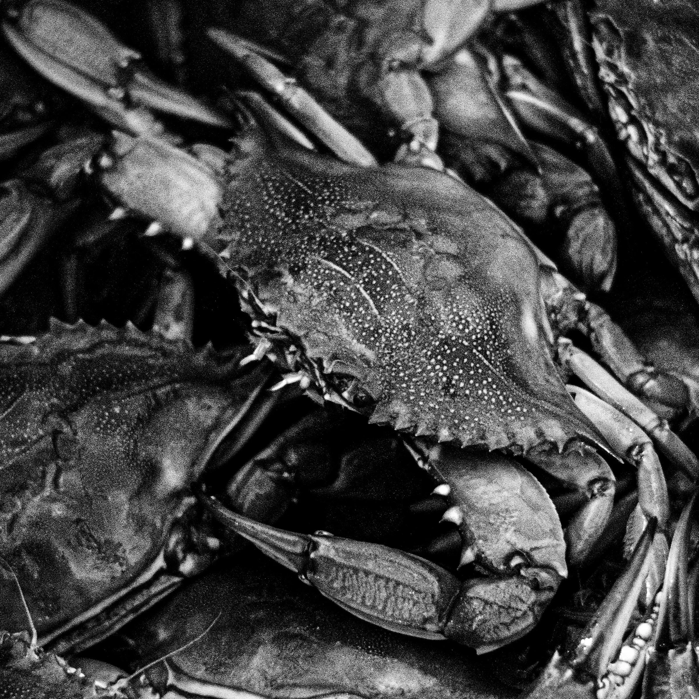 1x1-HrizukPhoto-Calibogue Blue Crab Art-Detail-01.jpeg