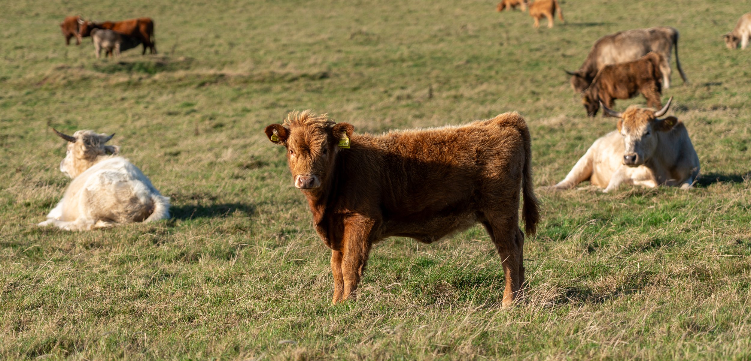 2025-08-04_highland-calf-with-herd-in-field.jpg
