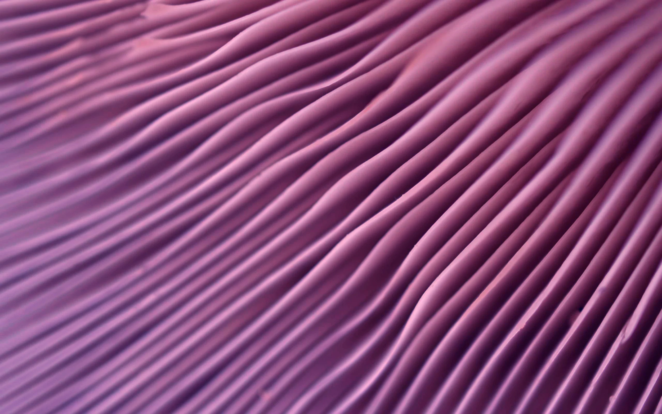 Lamellae