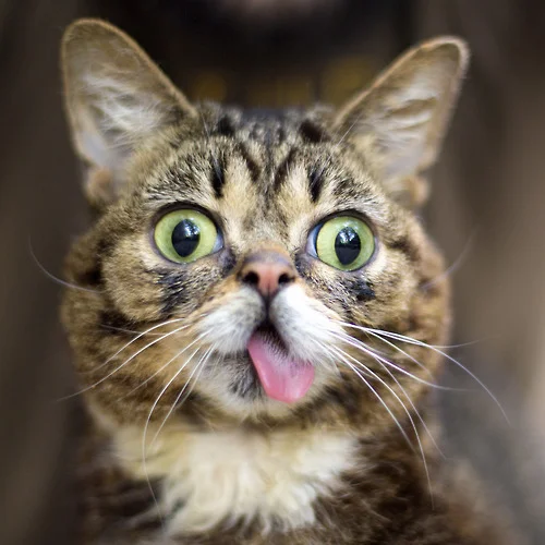 Lil Bub sees what you did there. He does not appreciate your slander.