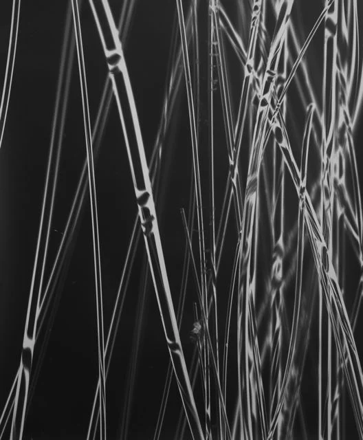 thread photogram.jpg