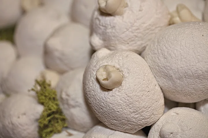 detailmarshtooth.jpg