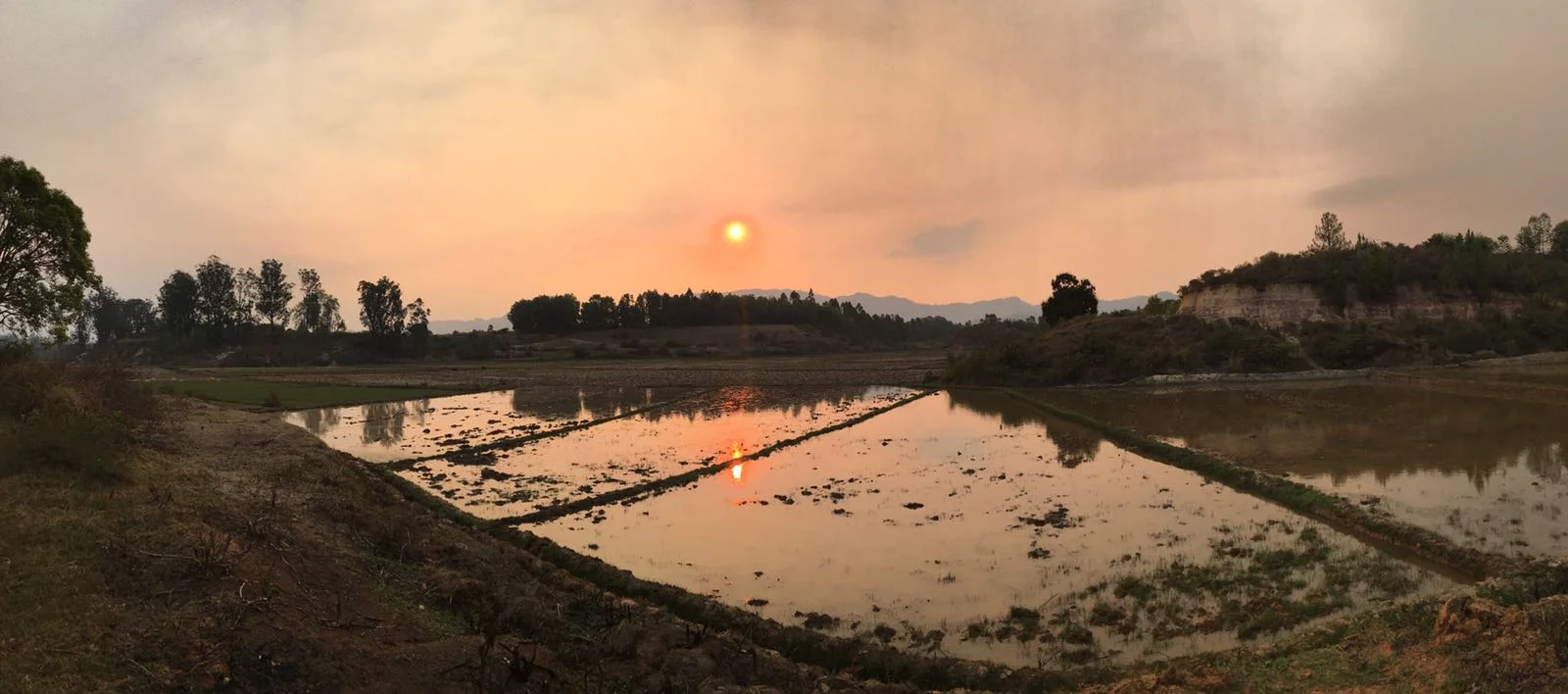 A rice field in Eastern Madagascar 