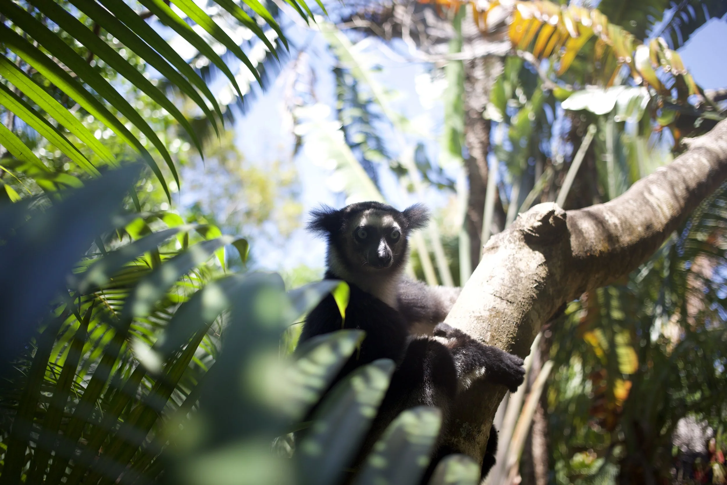 Species like the lemur are experiencing habitat loss at an alarming rate. Four species of lemur have been extinct since the mid-twentieth century