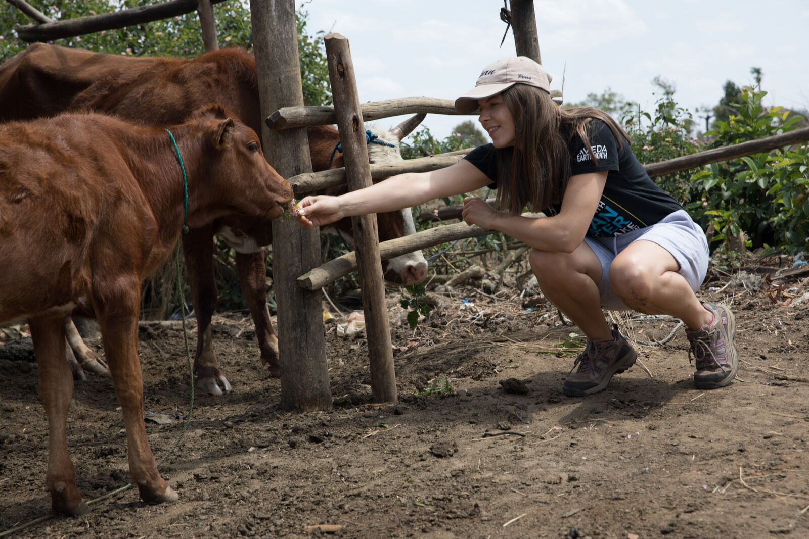 Raoly's cows are as hospitable as she is 