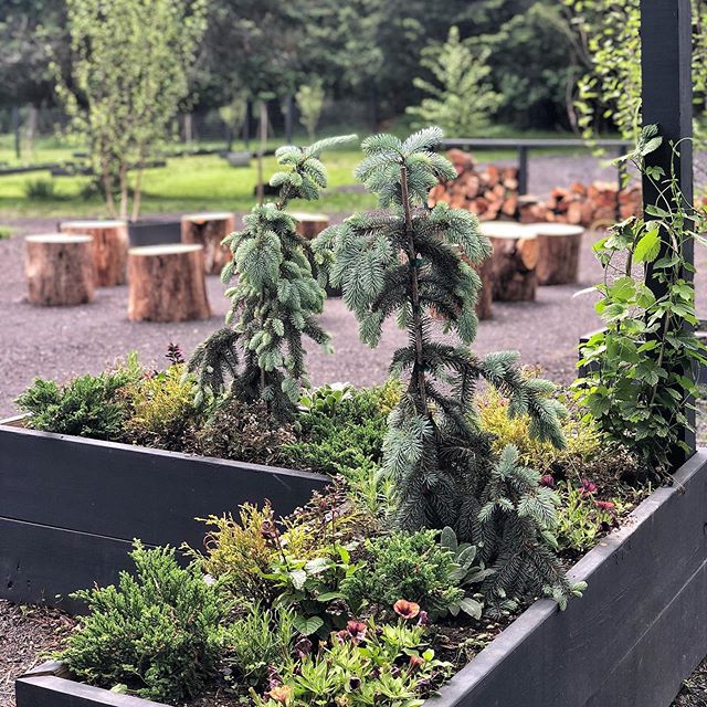 I&rsquo;m enjoying the woodland pine vibes of our planters @thewoodhouselodge if only the evergreens were a little after growing 🤷🏼&zwj;♀️🌲🌲🌲